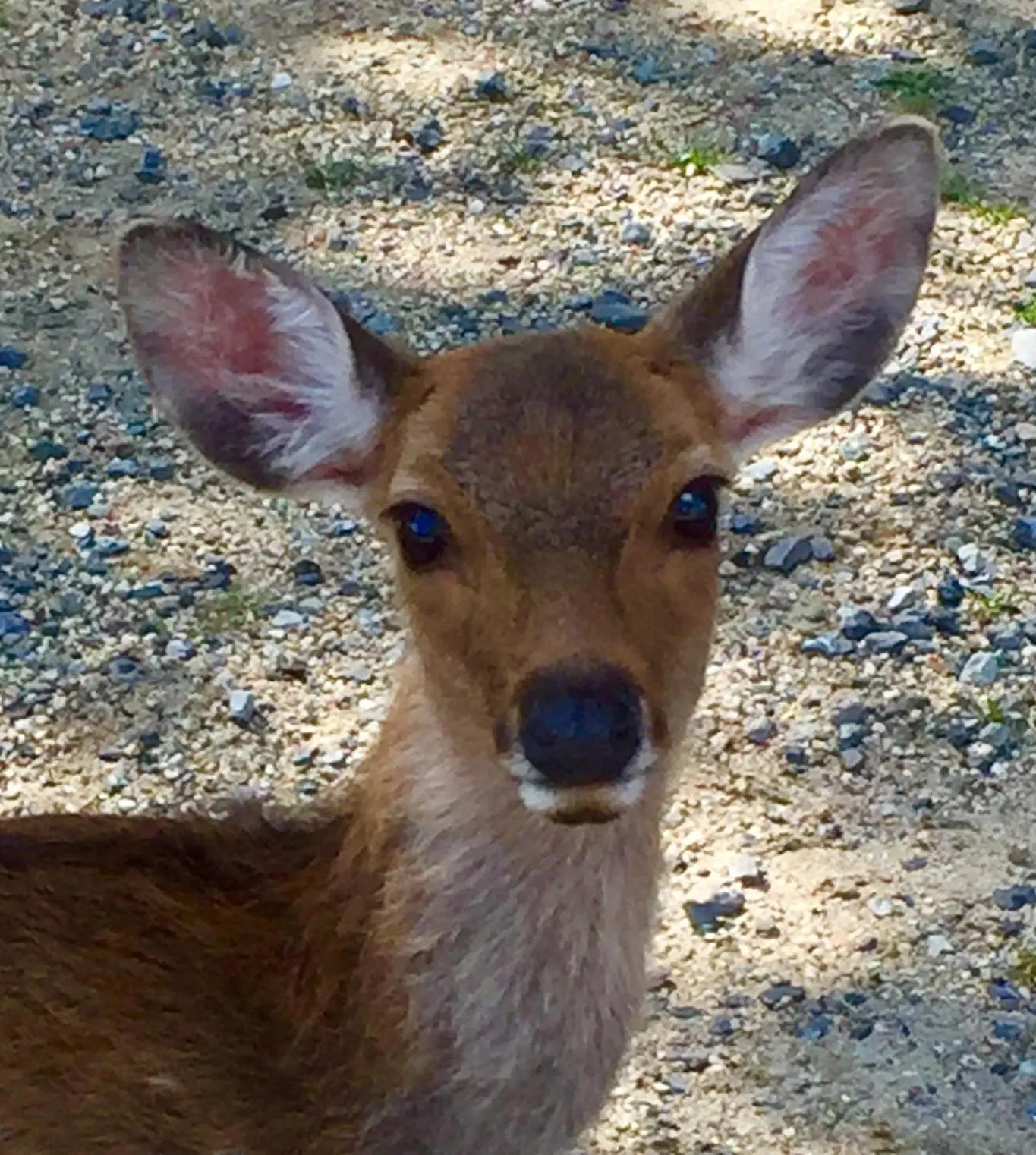 Nearby landmark in Nara Guesthouse 3F