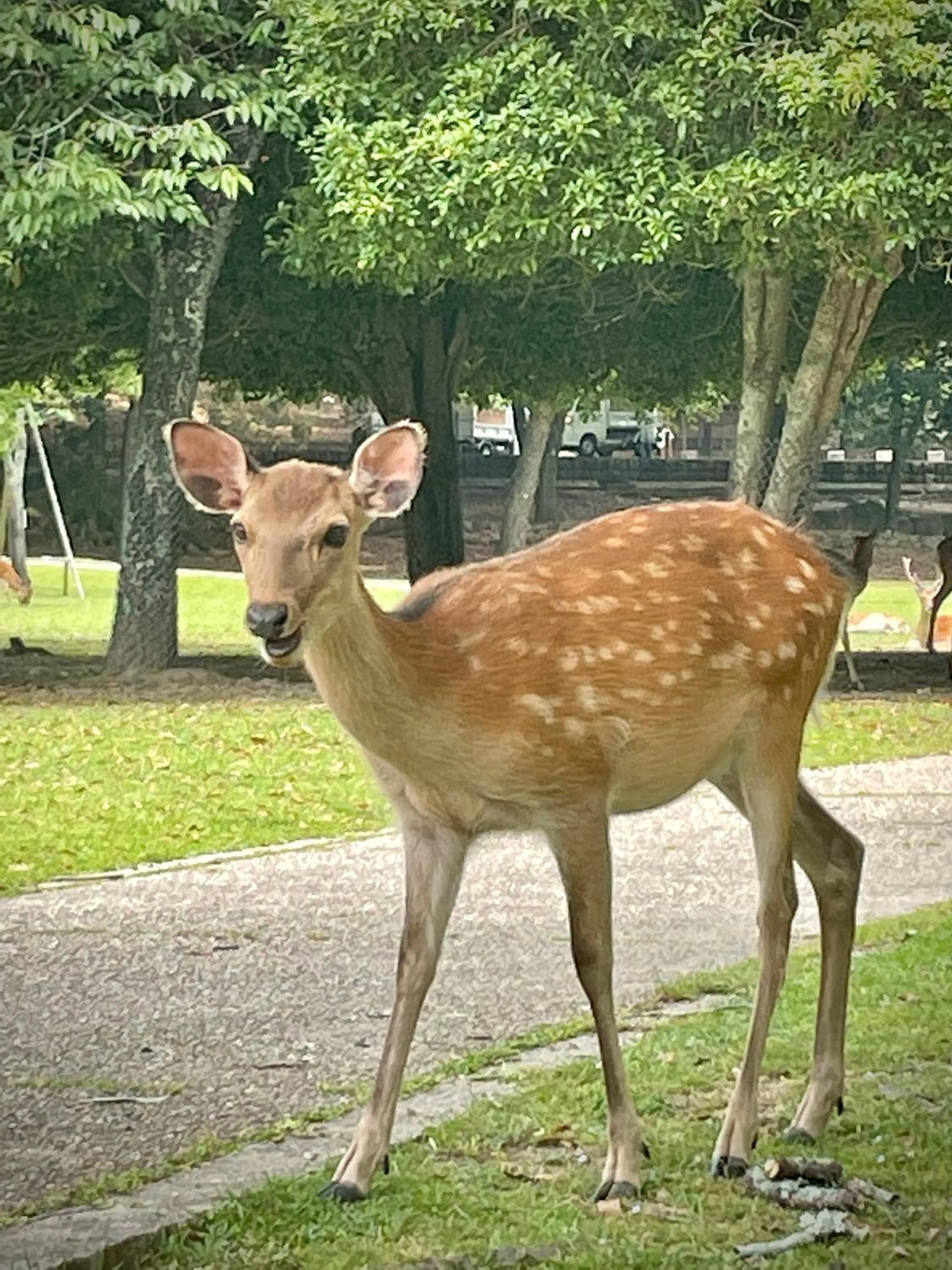 Nearby landmark in Nara Guesthouse 3F