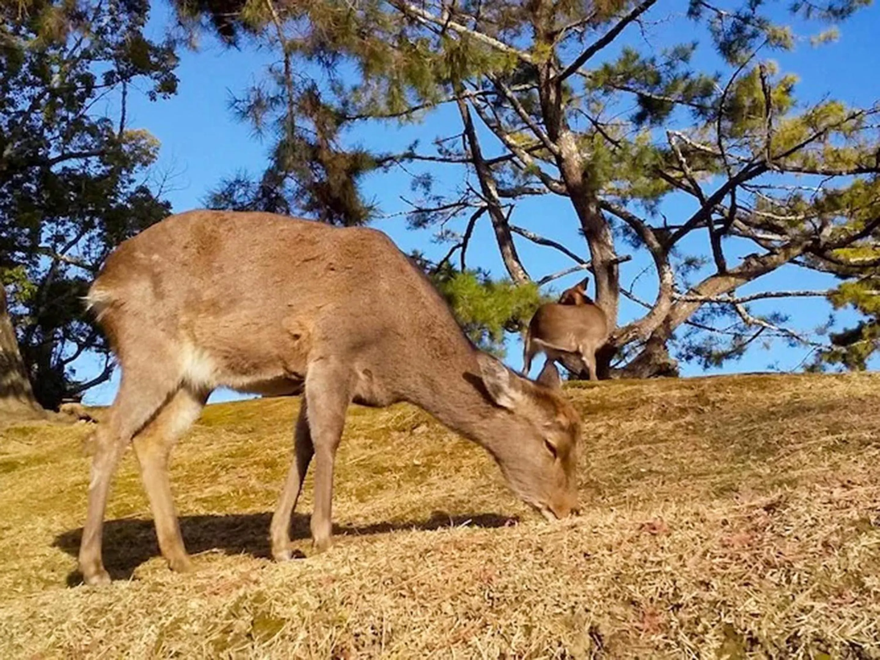 Nearby landmark in Nara Guesthouse 3F