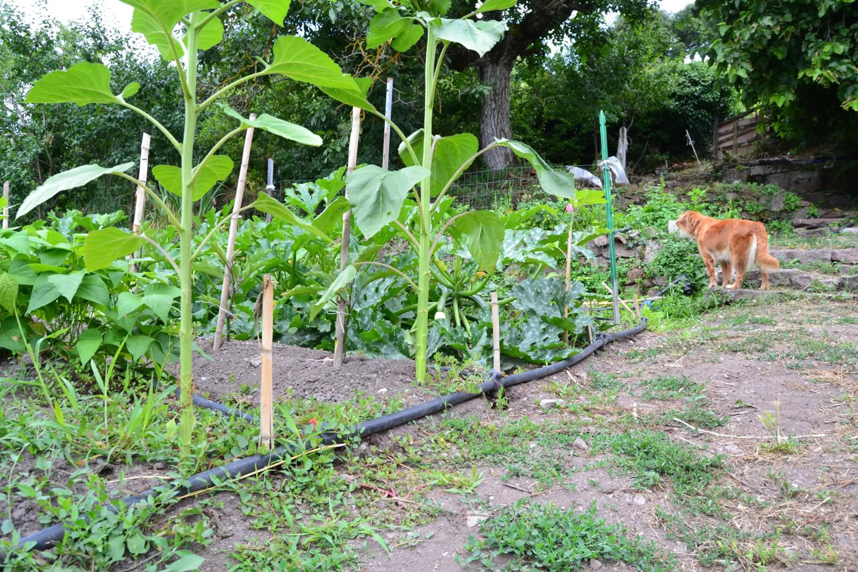 Garden in Su Ghindalu Guesthouse