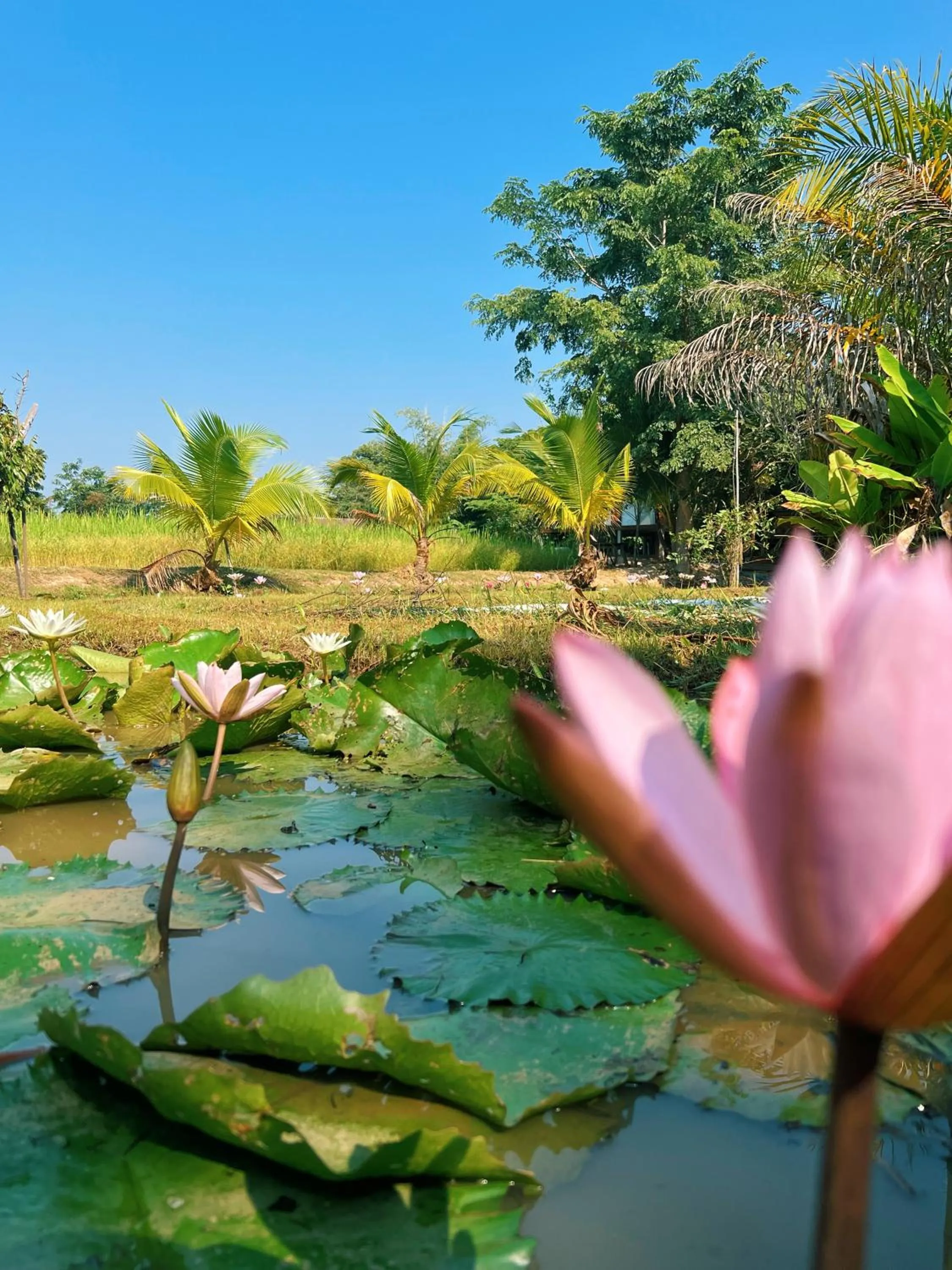 Sukhothai City Resort
