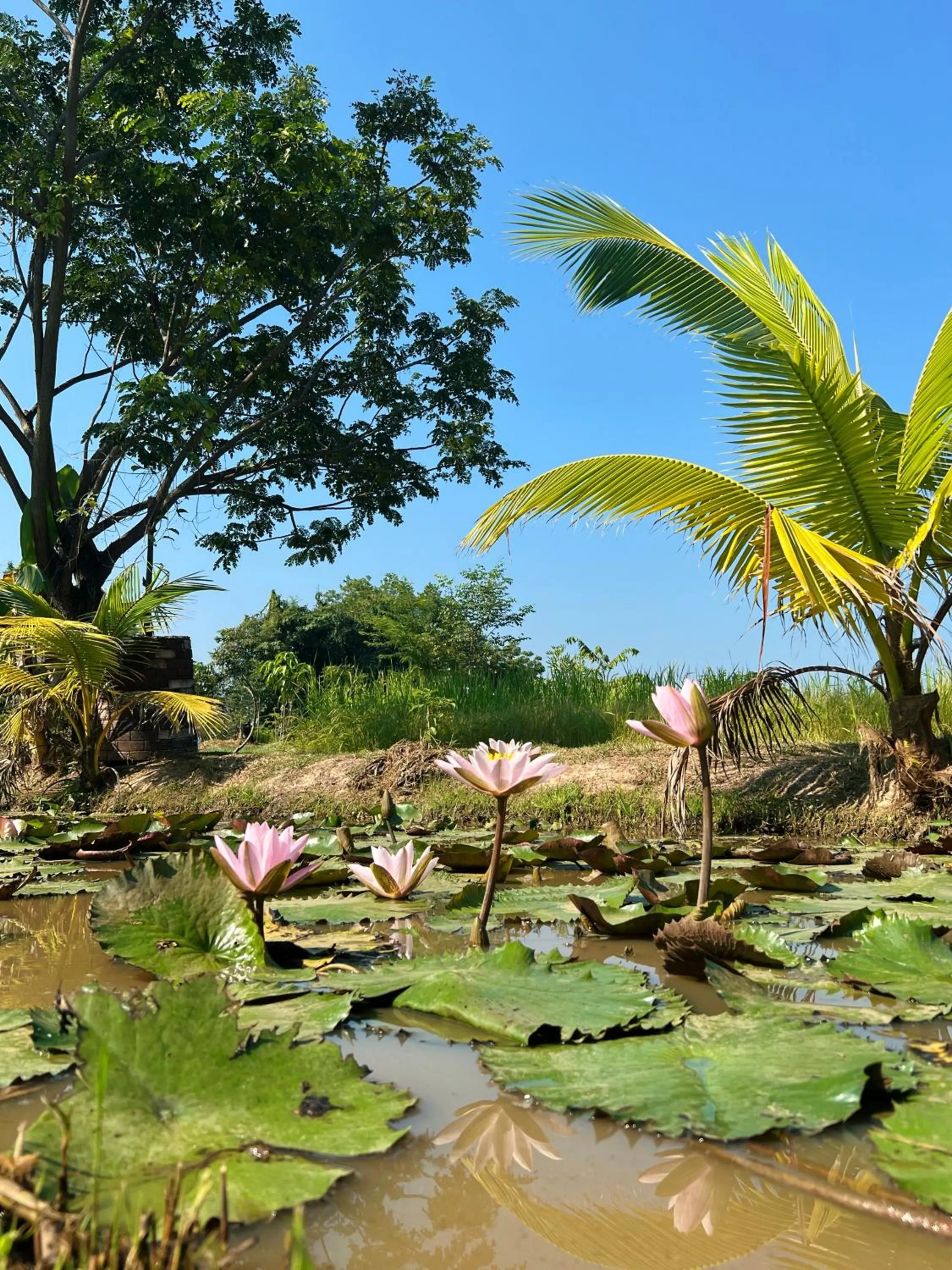 Sukhothai City Resort