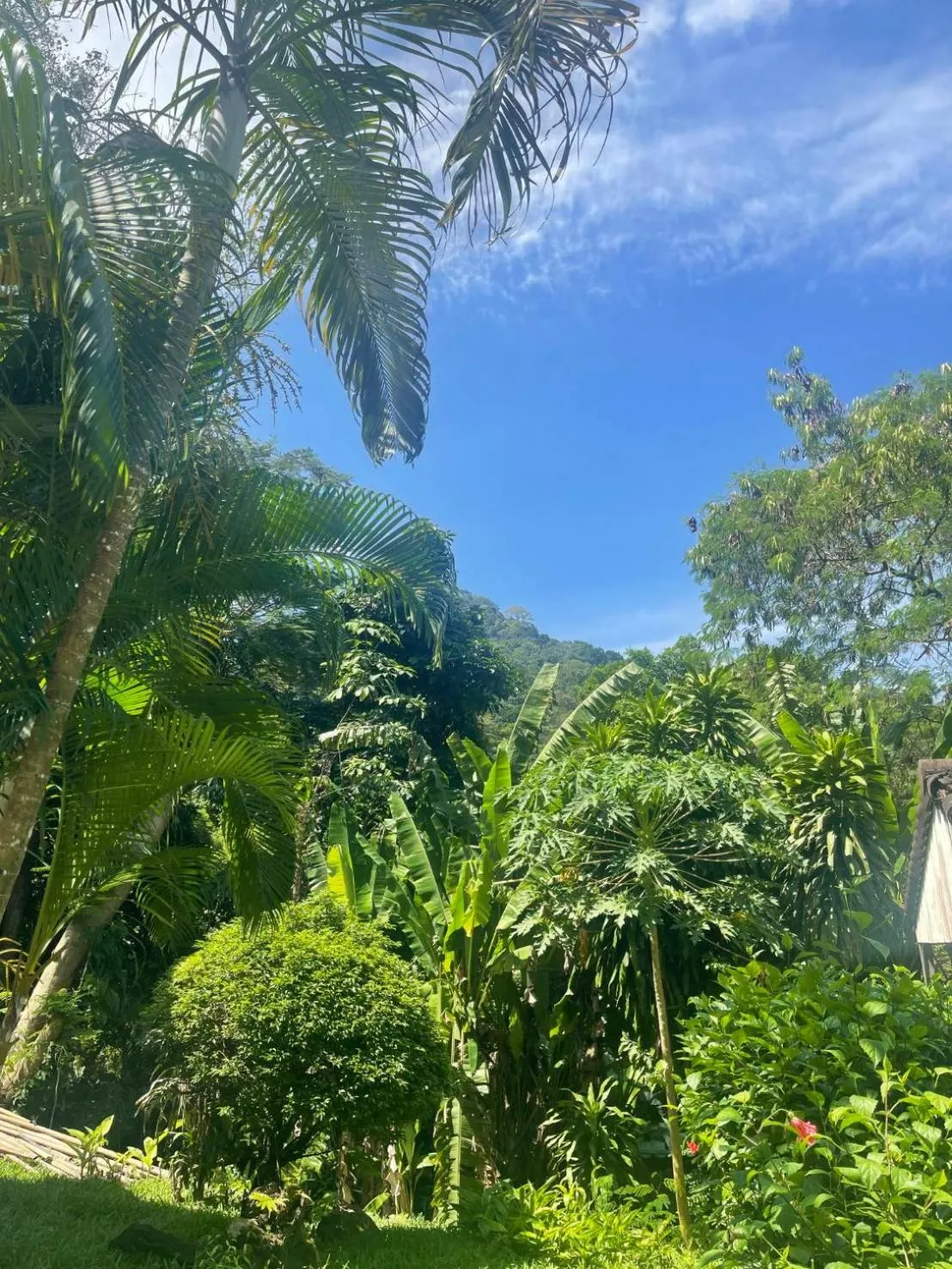 Garden in patong hill villa 3