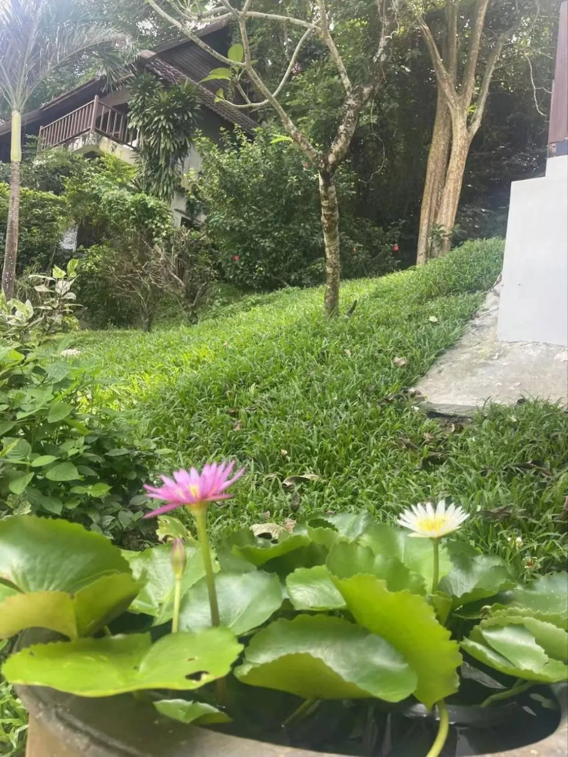 Garden in patong hill villa 3