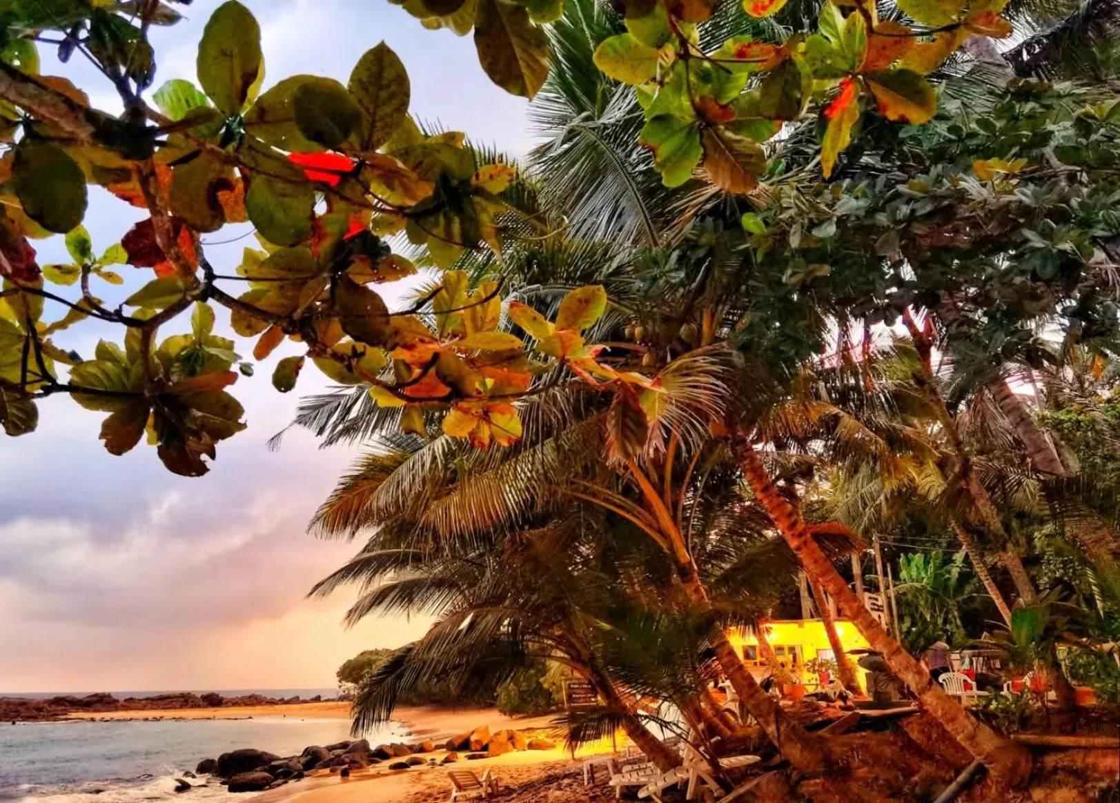 Natural landscape in Coconut Palm beach restaurant and rooms