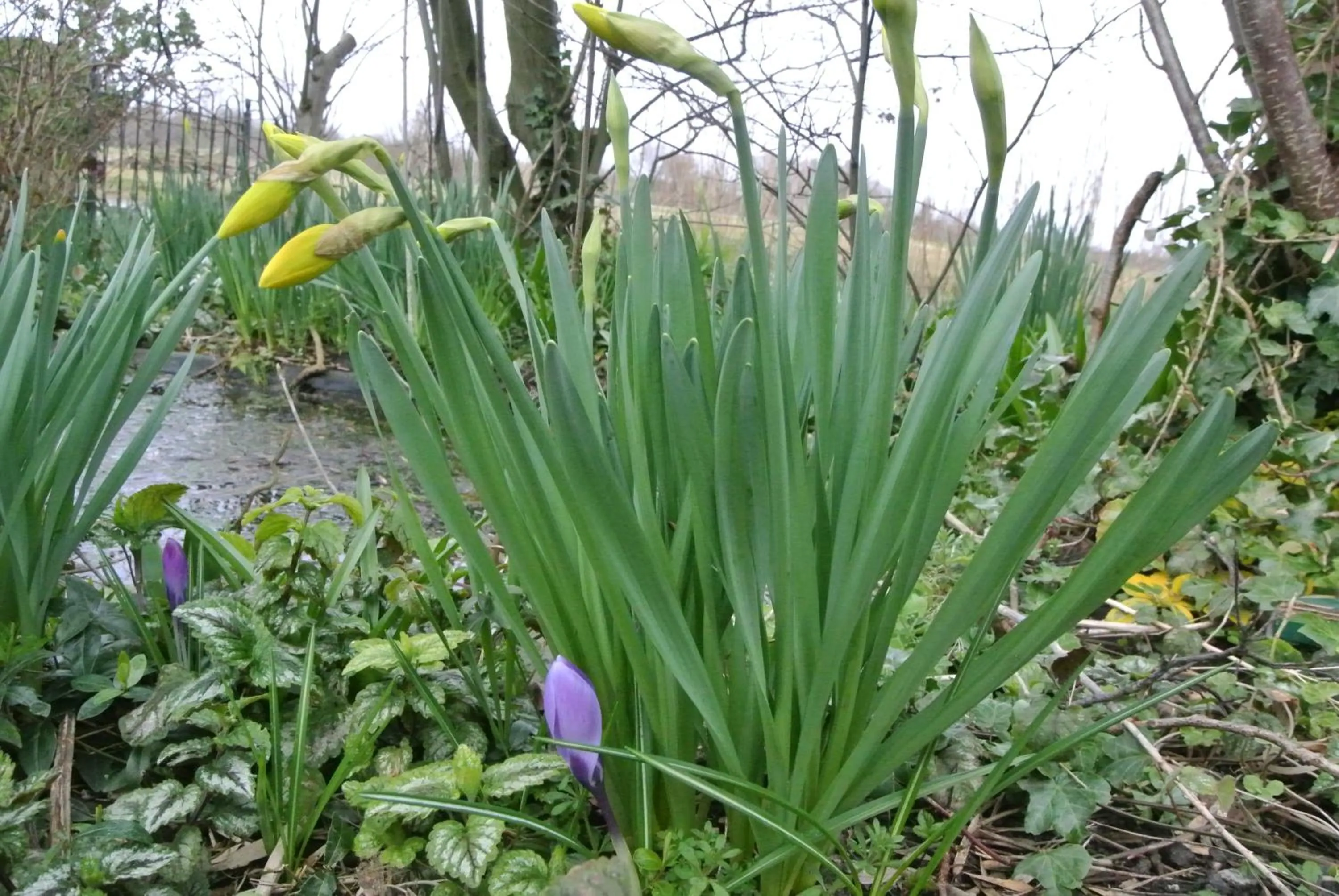 Spring in Appartement Voorhuis en chalet Klein Waterland