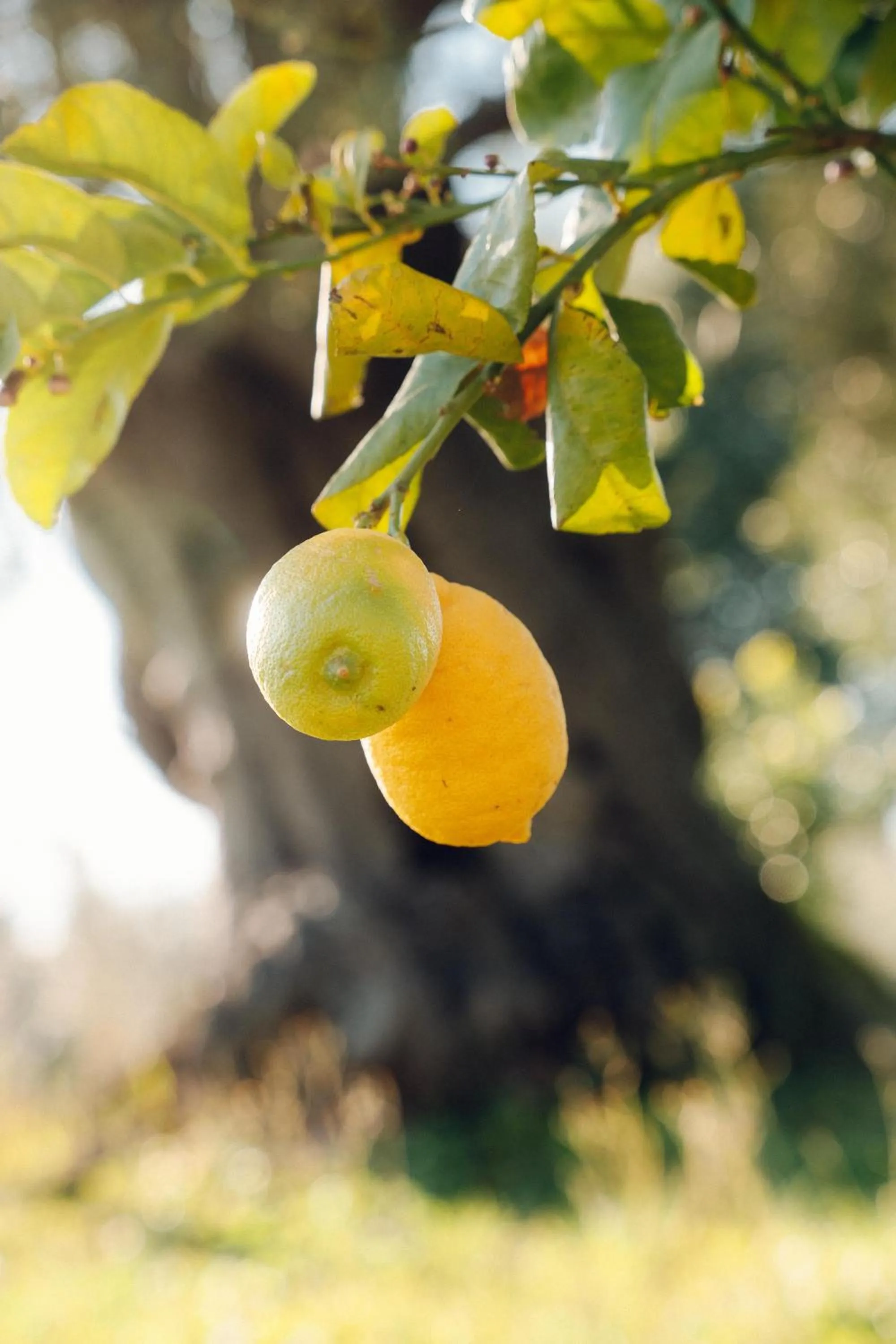 Garden in La Piana degli Ulivi