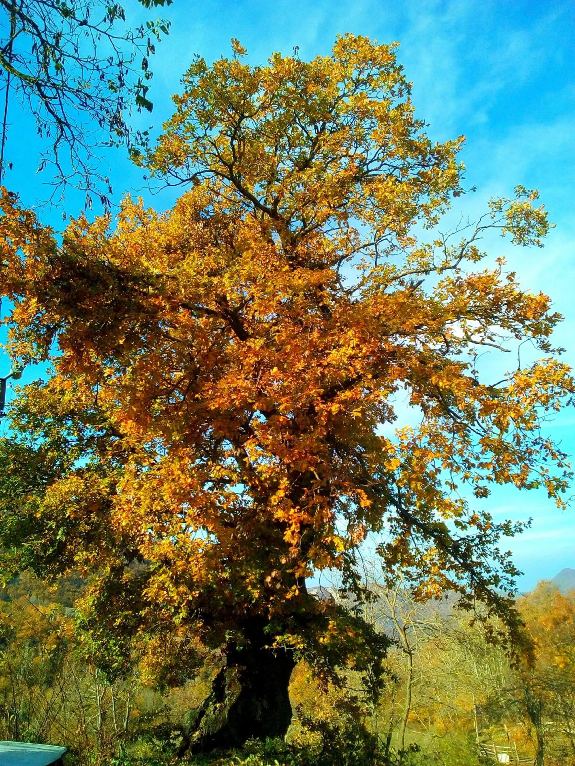 Garden in Monte Termine Country House