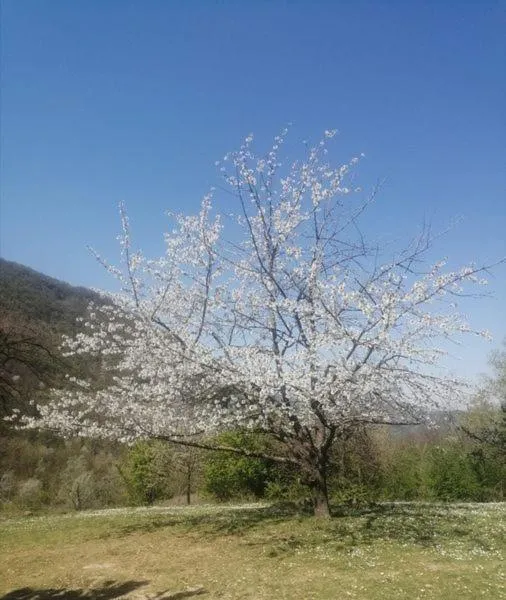 Monte Termine Country House