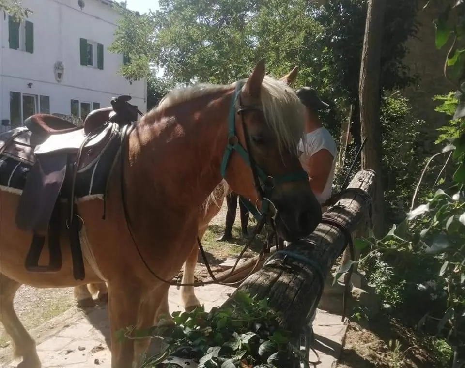 Horse-riding in Monte Termine Country House