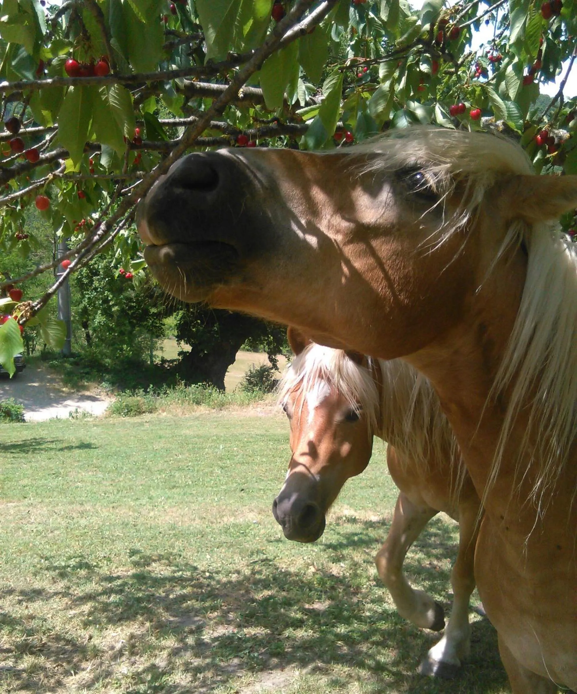Animals in Monte Termine Country House