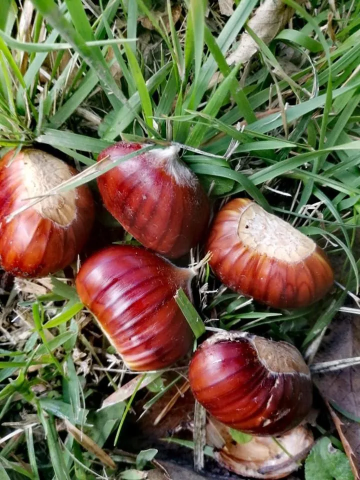 Monte Termine Country House