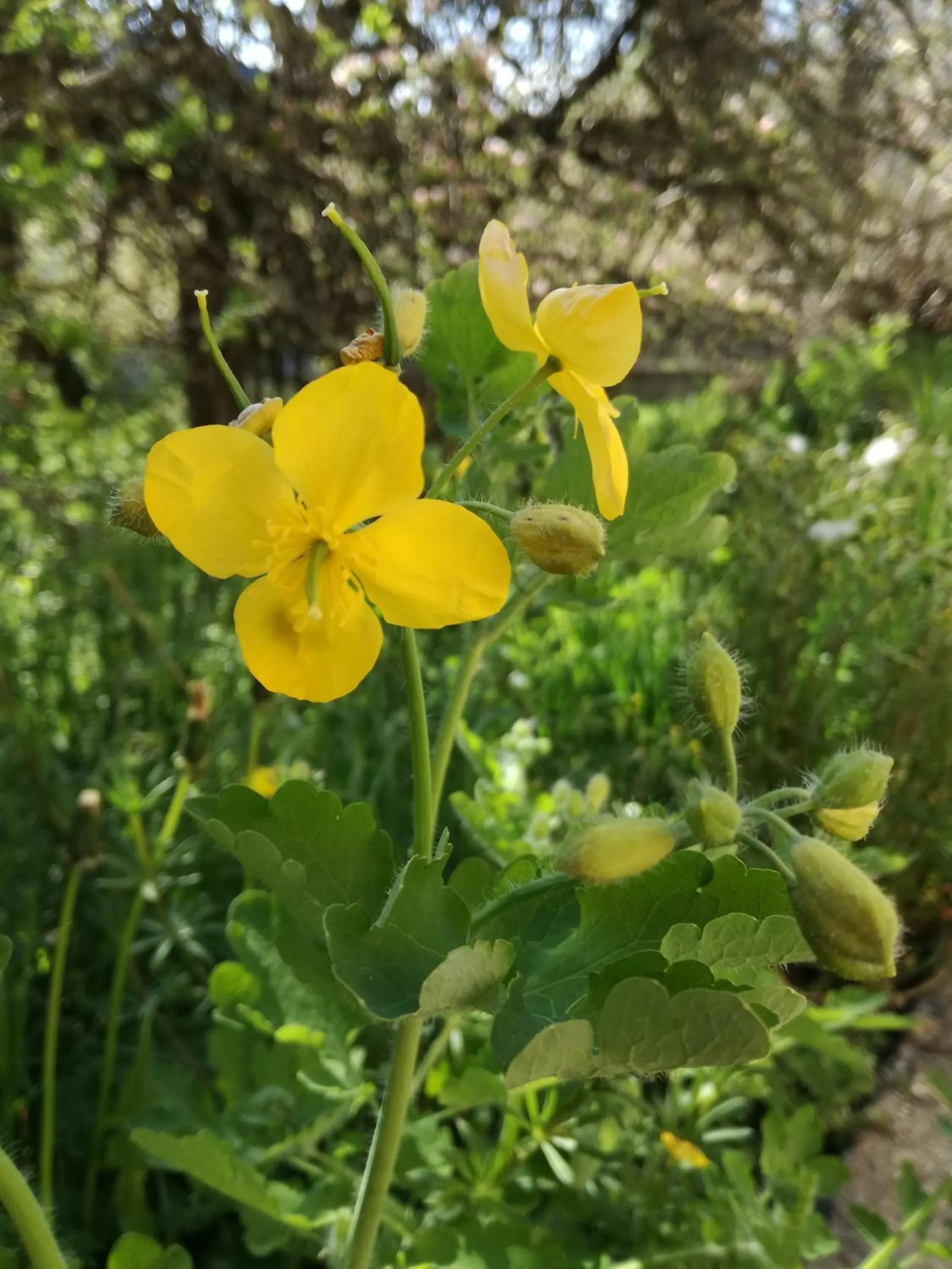 La Posada de Pedrazales