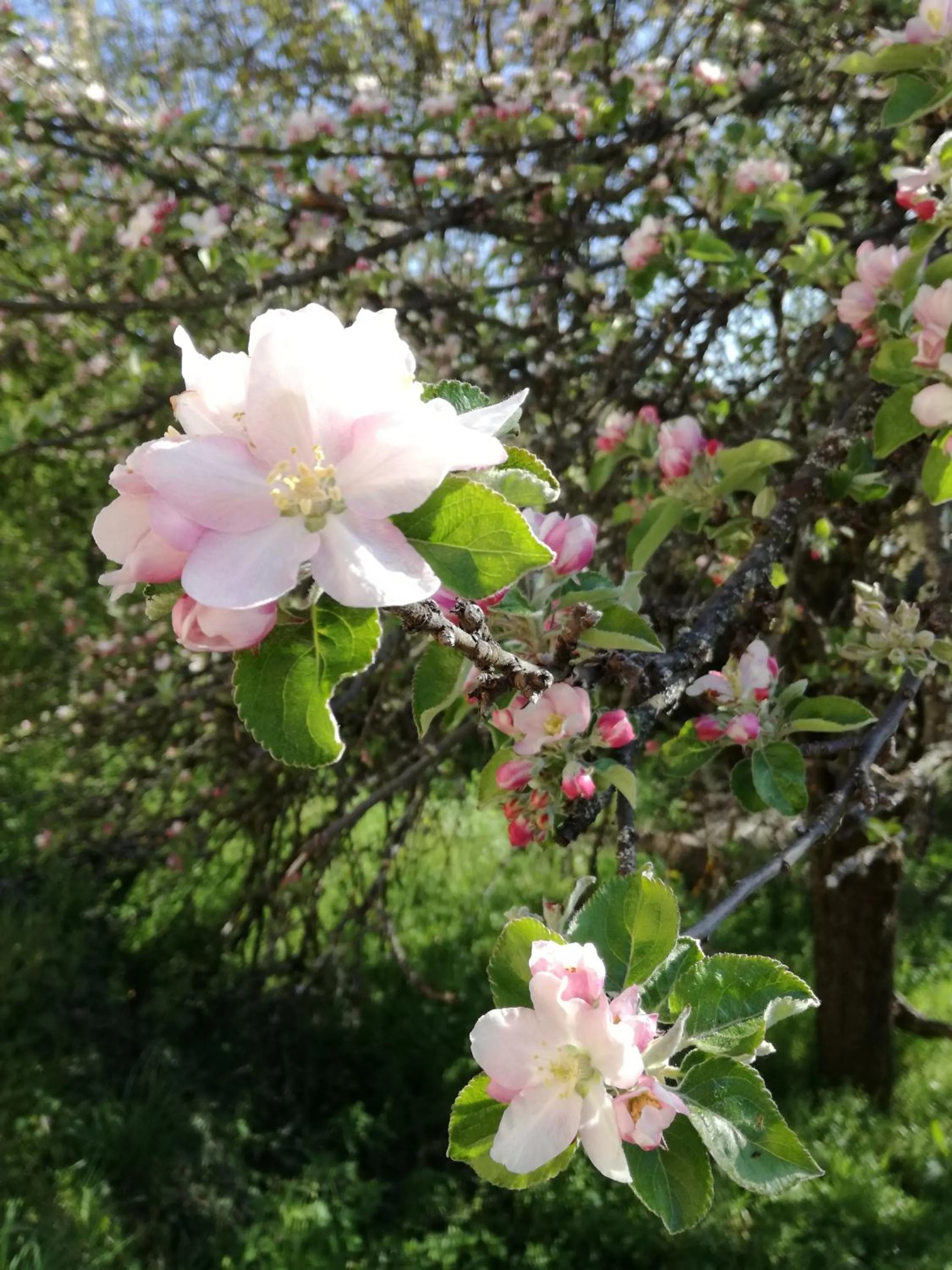 La Posada de Pedrazales