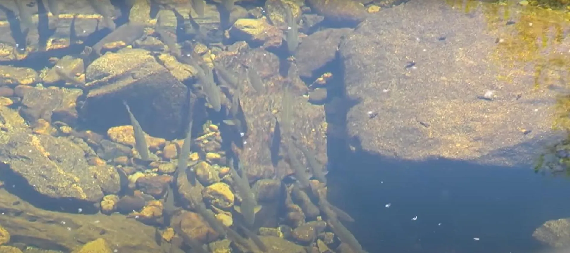 La Posada de Pedrazales