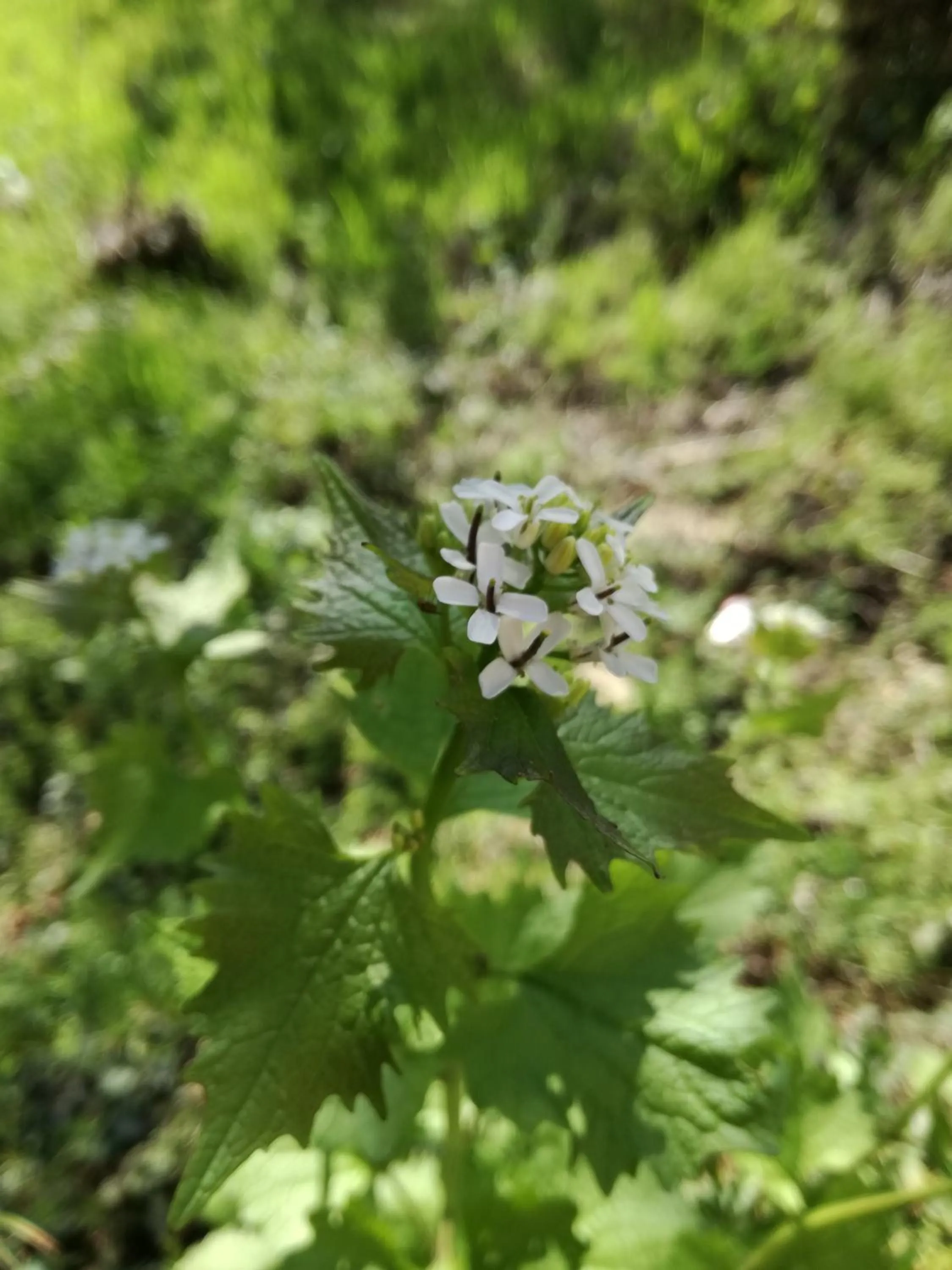 La Posada de Pedrazales