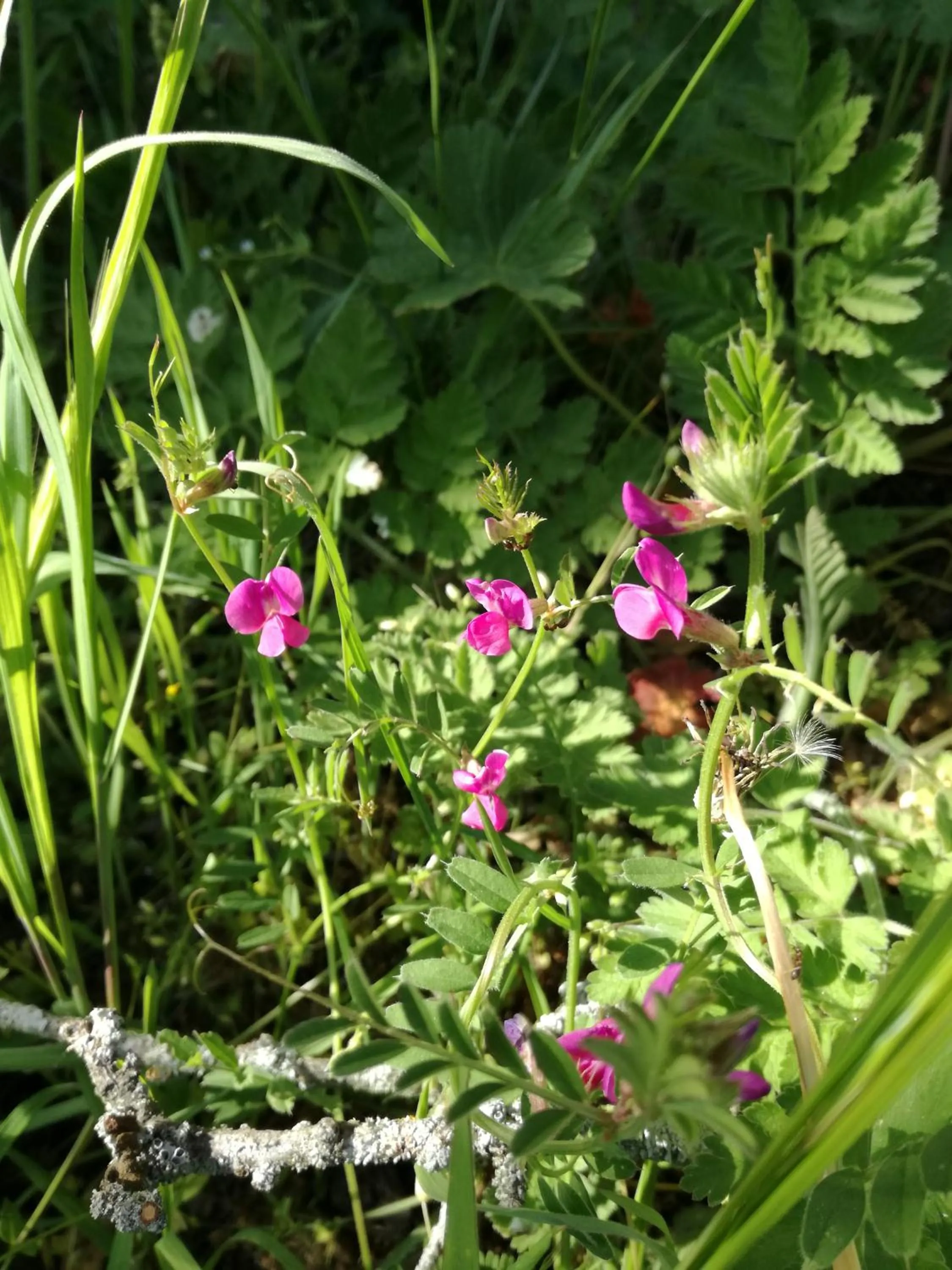 La Posada de Pedrazales