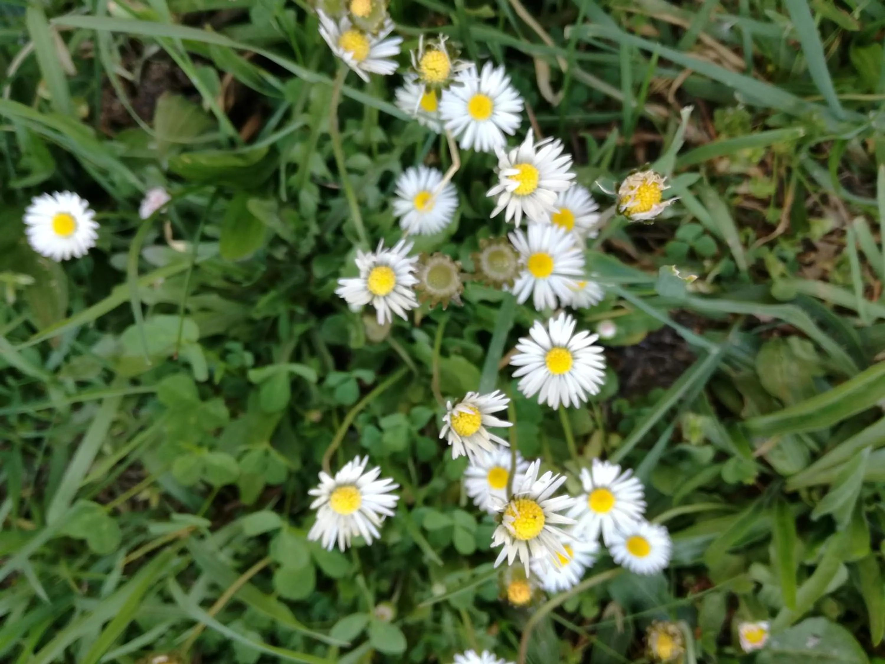 La Posada de Pedrazales