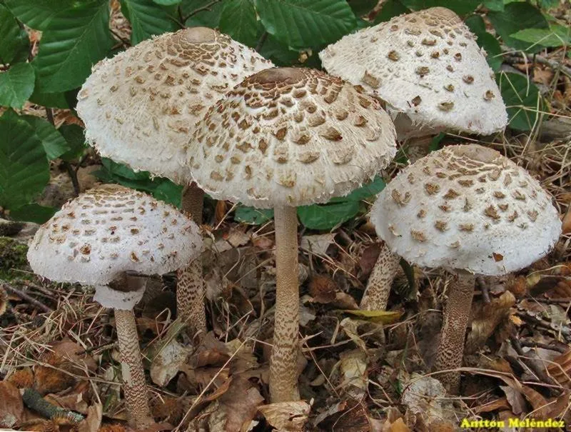 La Posada de Pedrazales