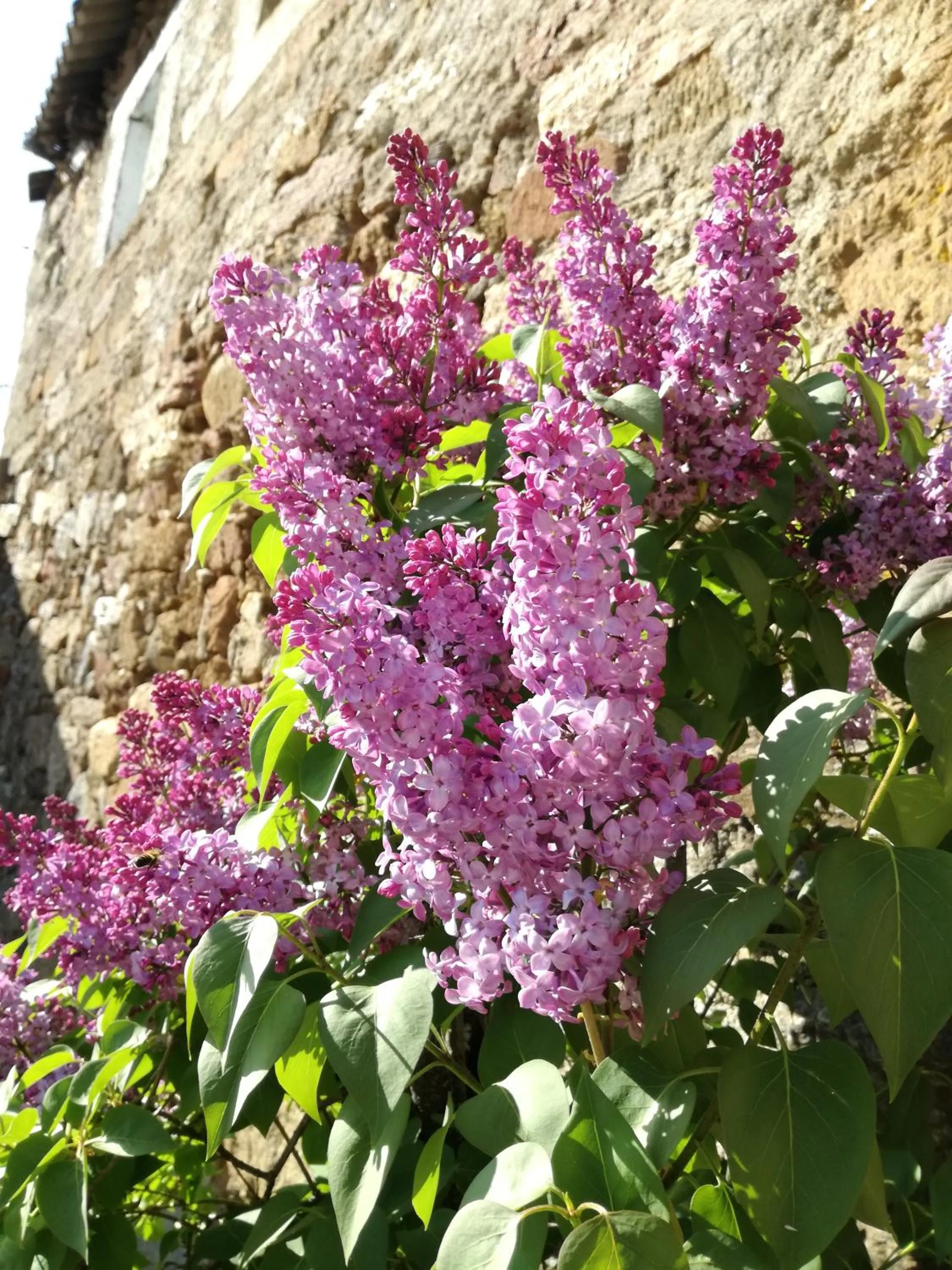 La Posada de Pedrazales