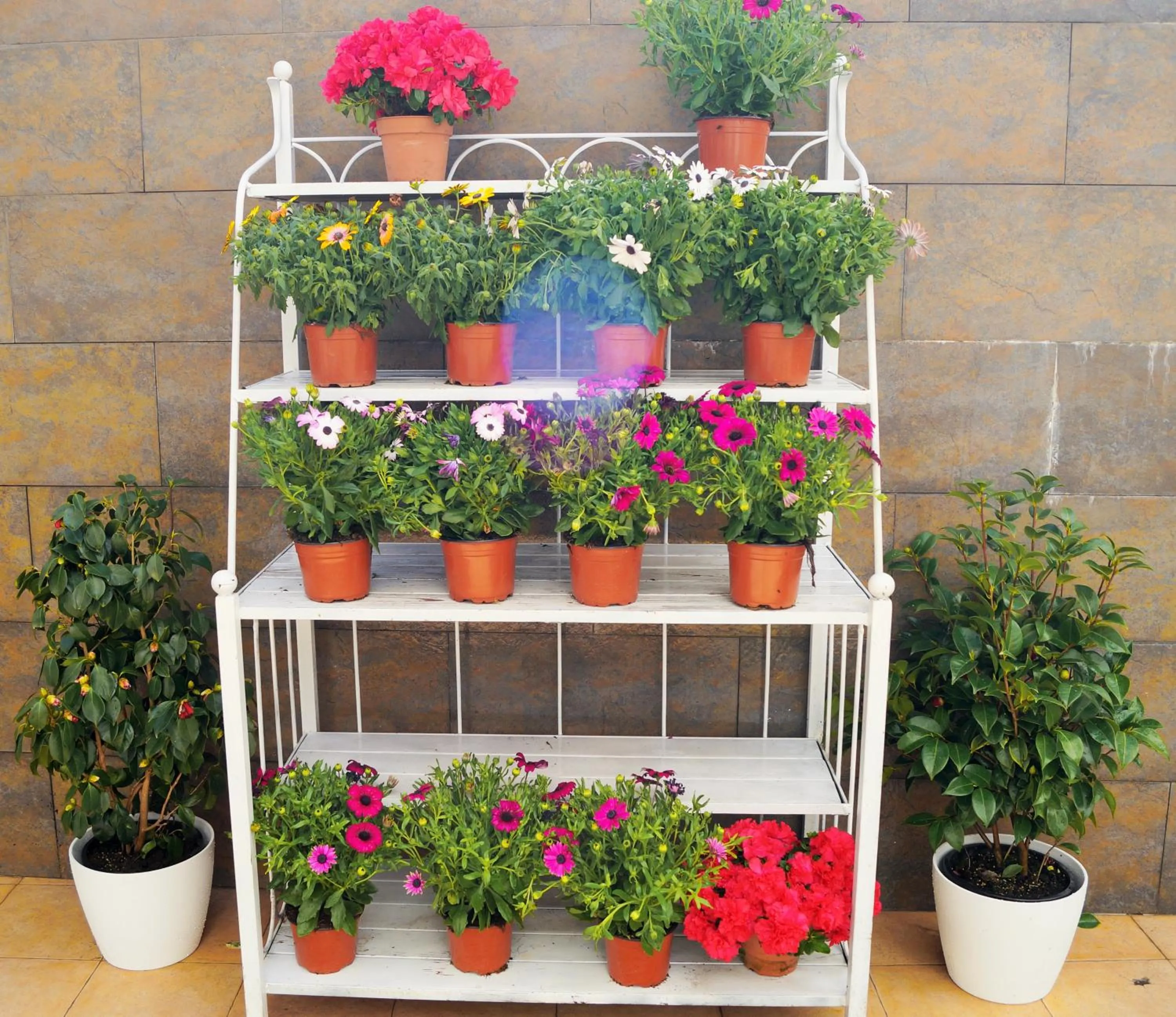 Balcony/Terrace in Mi Patio