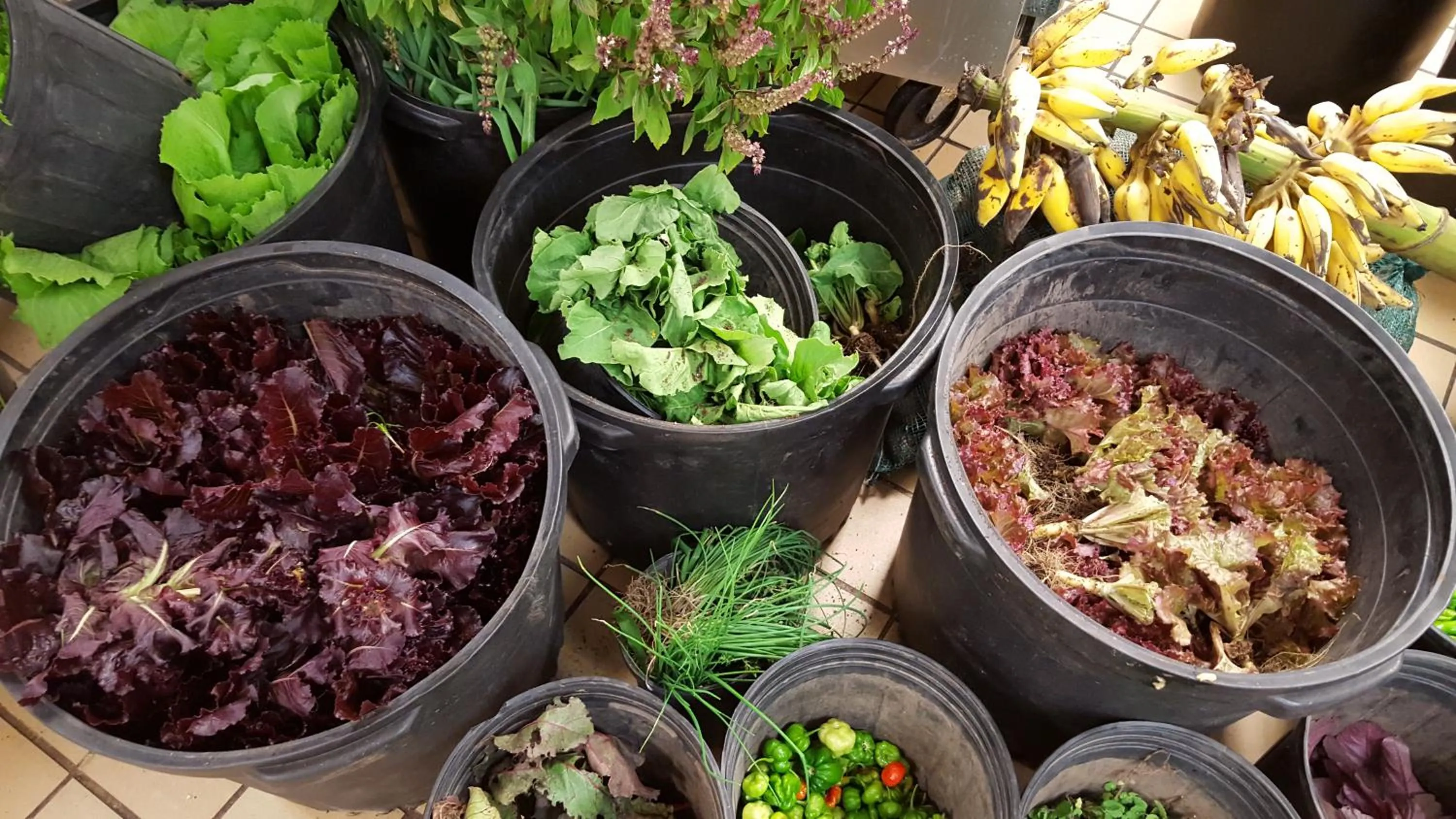 Food in Belle Mont Sanctuary Resort - Kittitian Hill