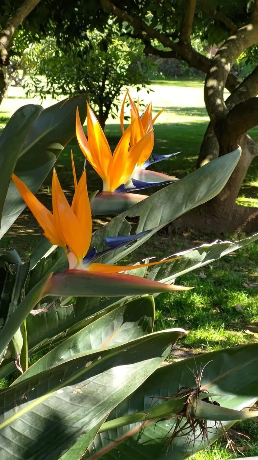 Spring in Hotel Rancho Las Margaritas