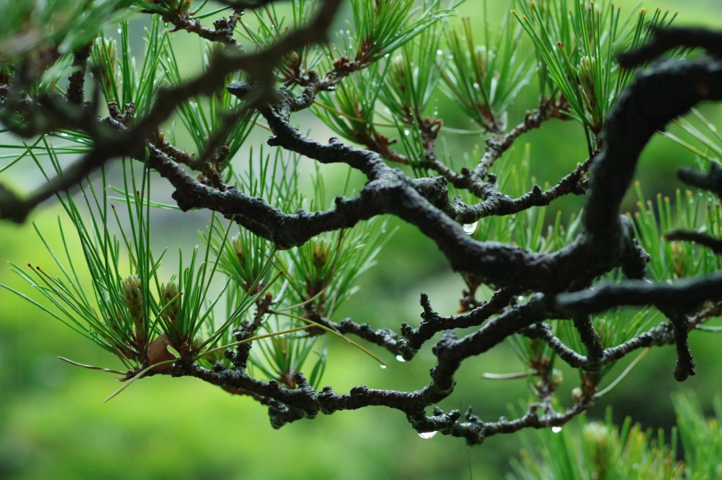 Natural landscape in Ohana