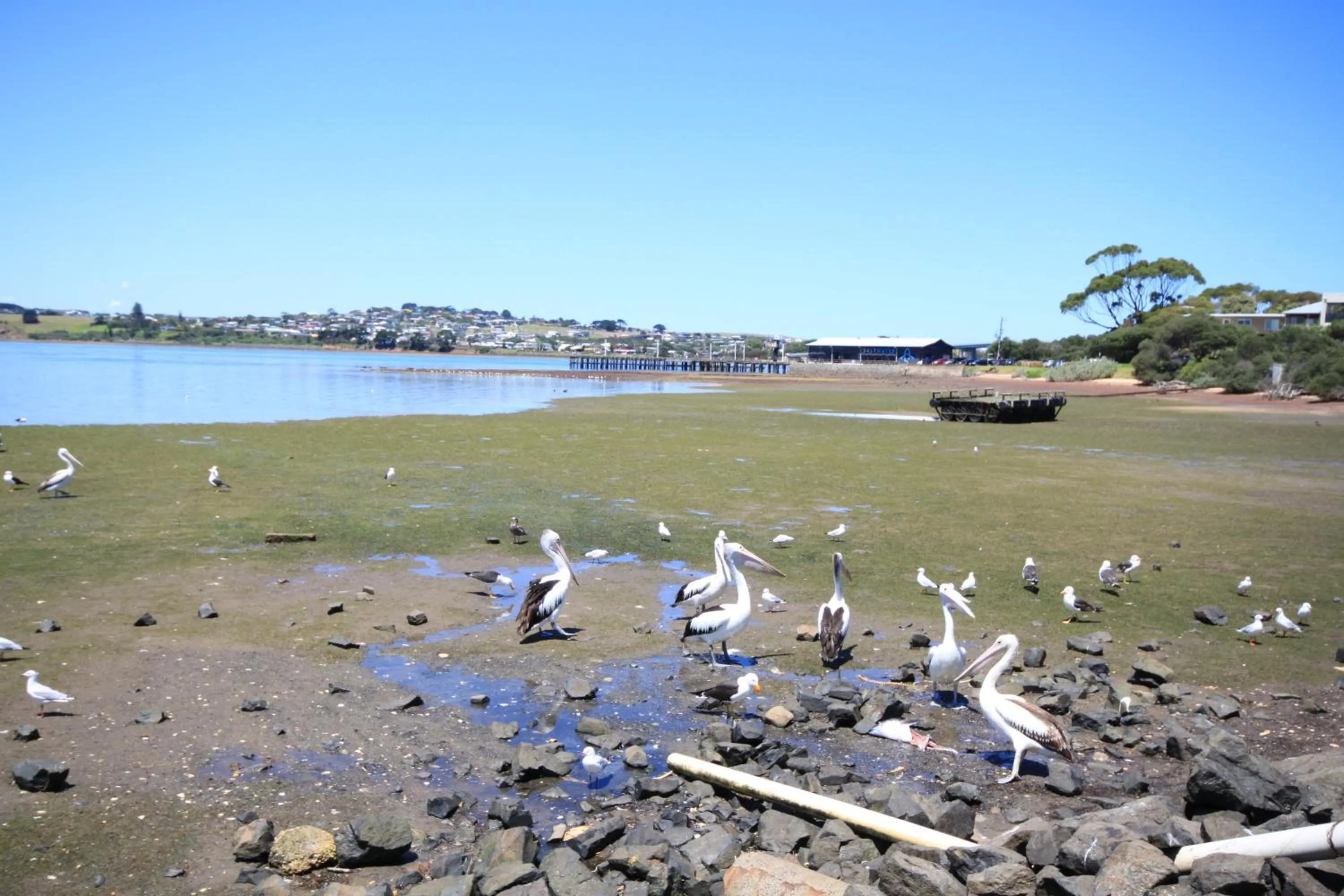 Pelicans Motel San Remo