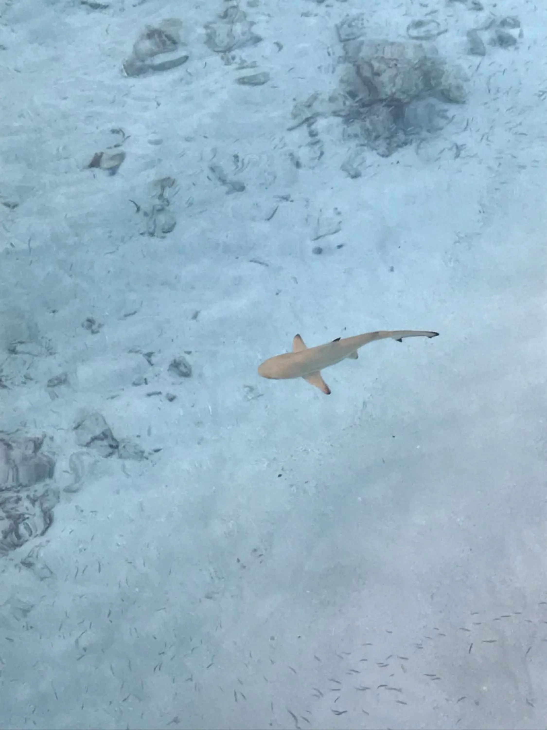 Natural landscape in Bon Abri Maldives