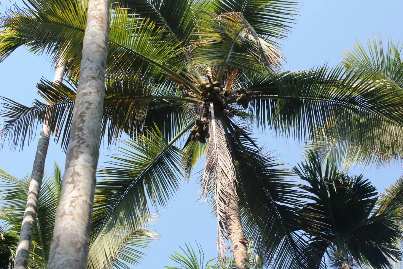 Garden view in Dudhsagar Plantation