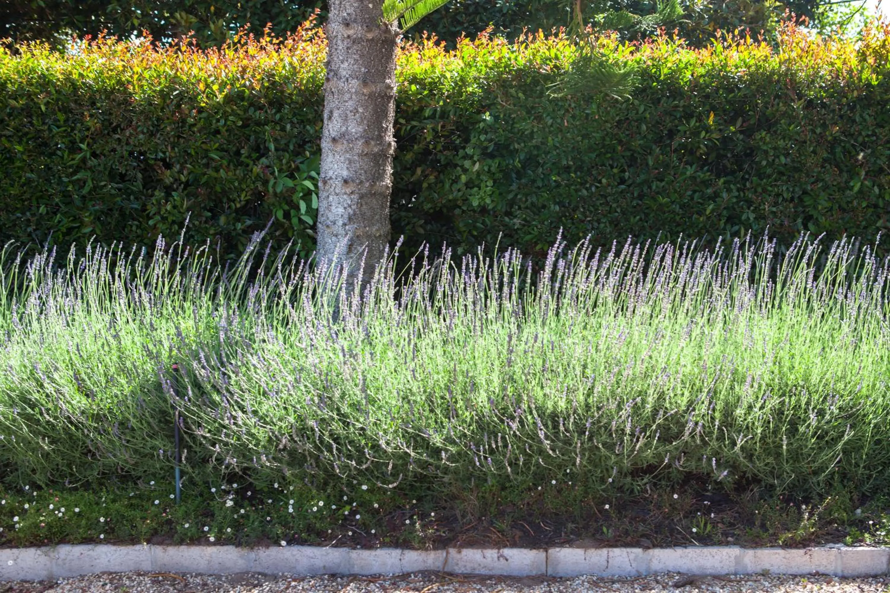 Garden in 33 Strawberry Lane - Studio and Cottage