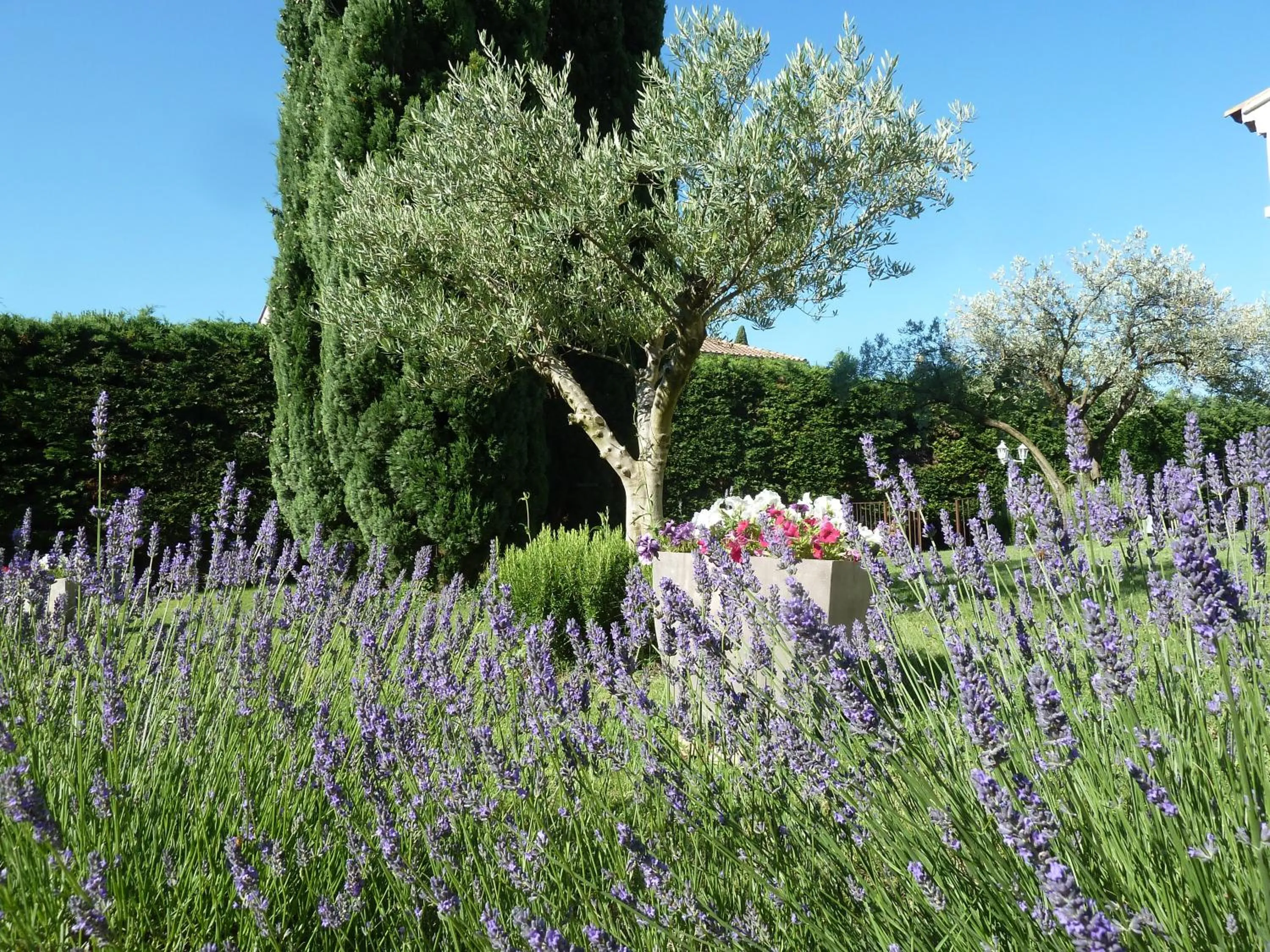 Garden in Les chambres d'hôtes d'Eloïse, piscine privée