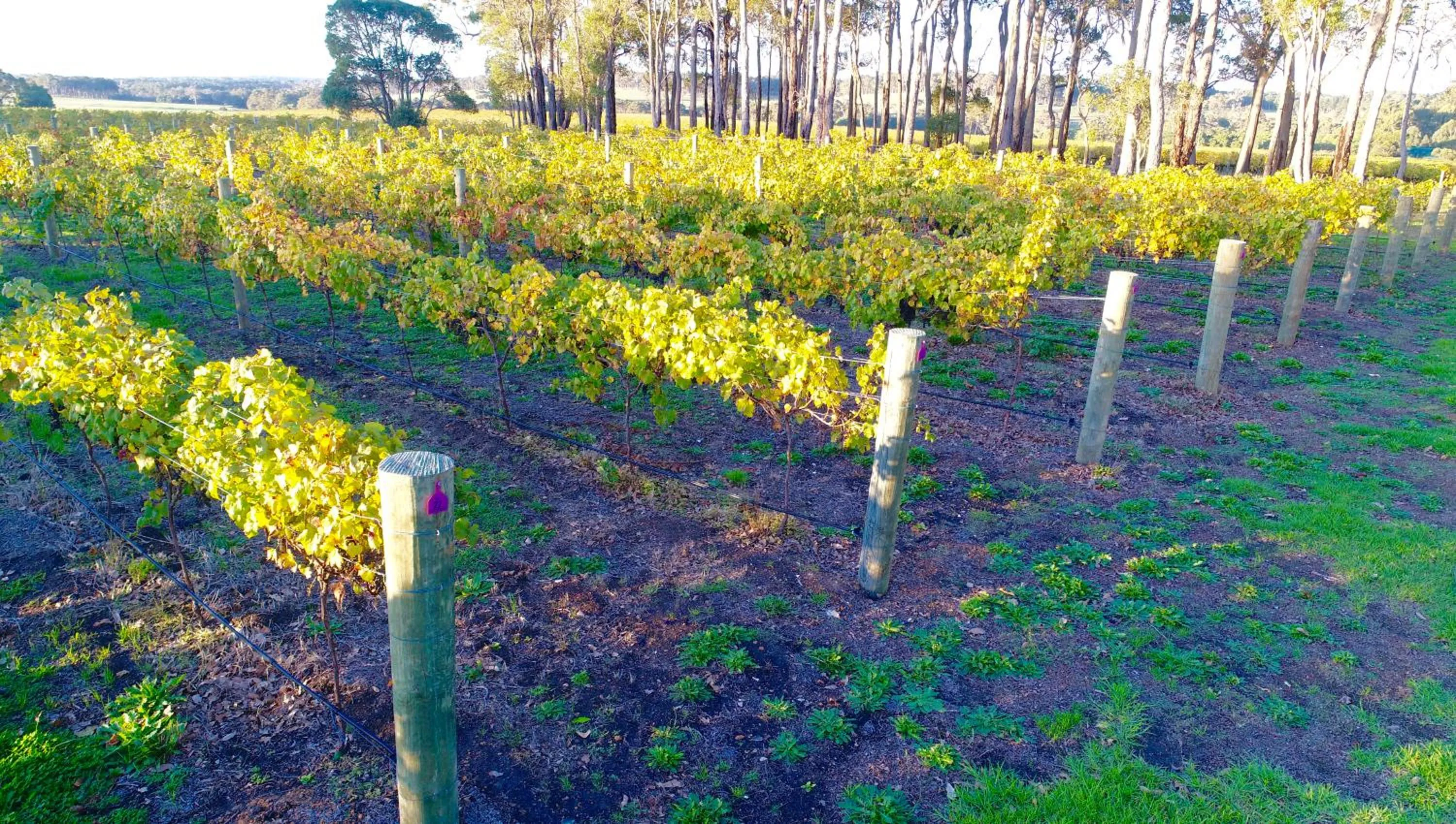 Entertainment in Margaret River Beach Apartments