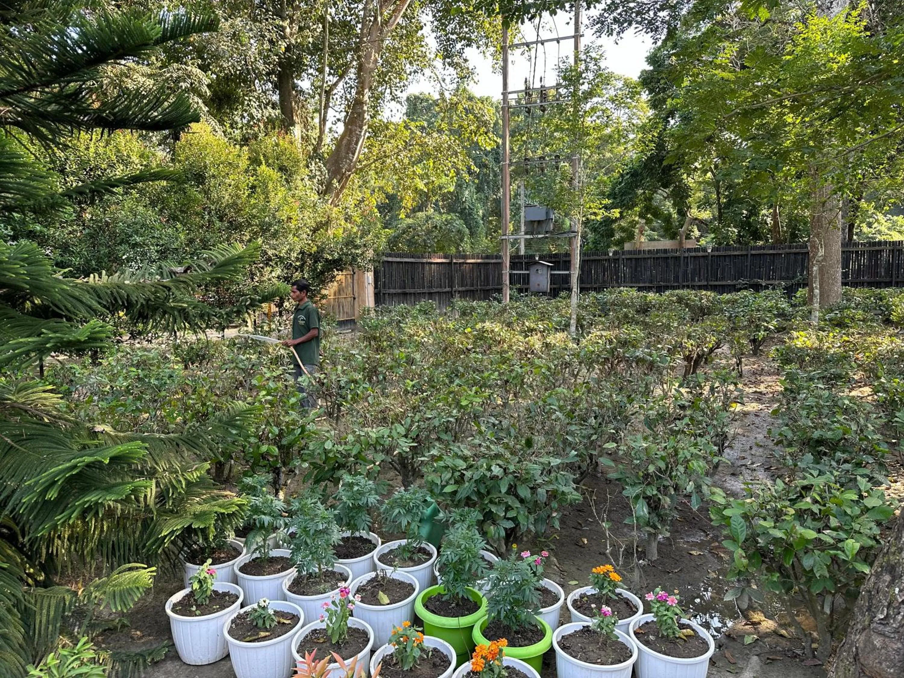 Garden in Jungleciti House, Kaziranga National Park