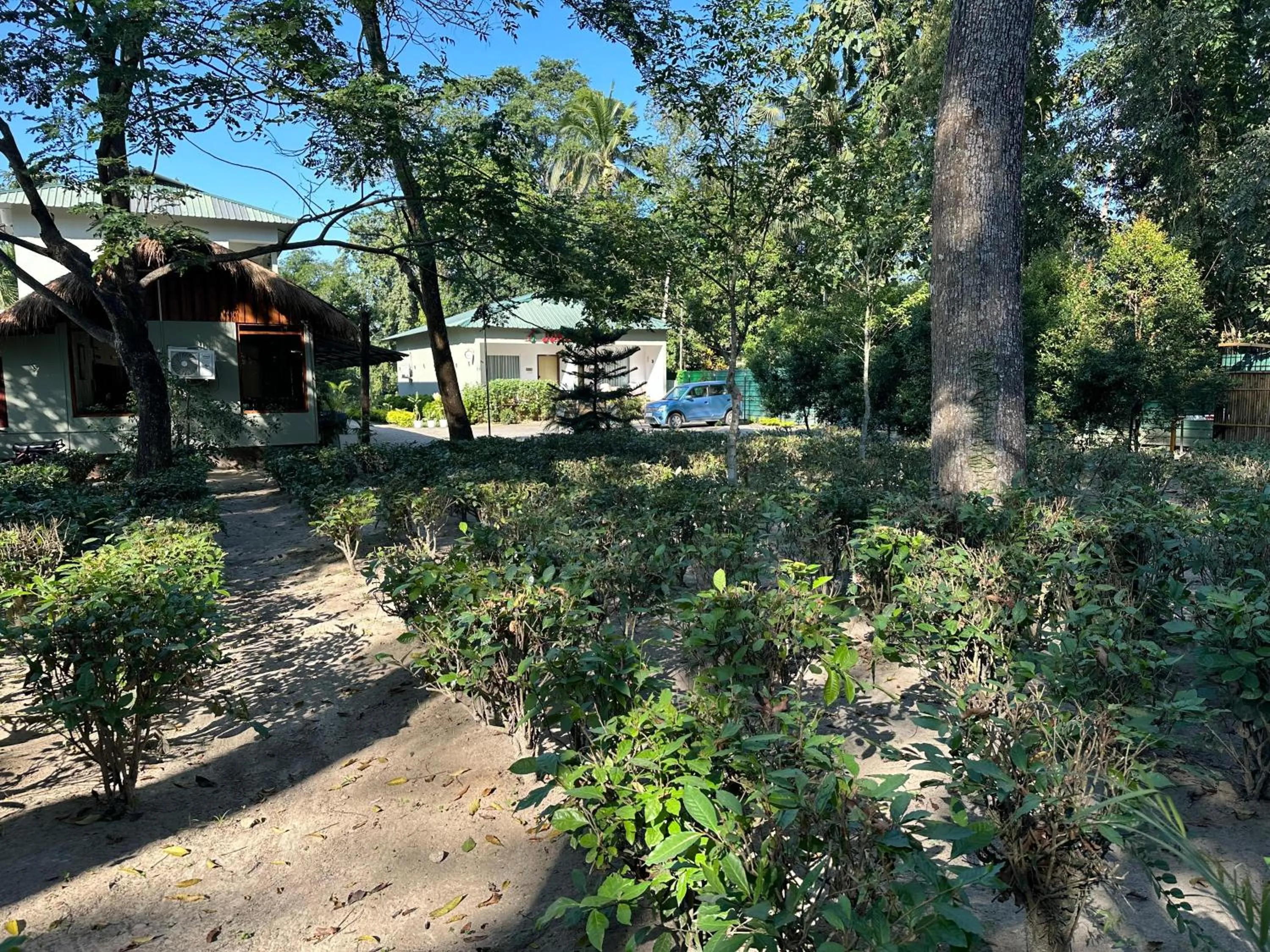 Garden in Jungleciti House, Kaziranga National Park