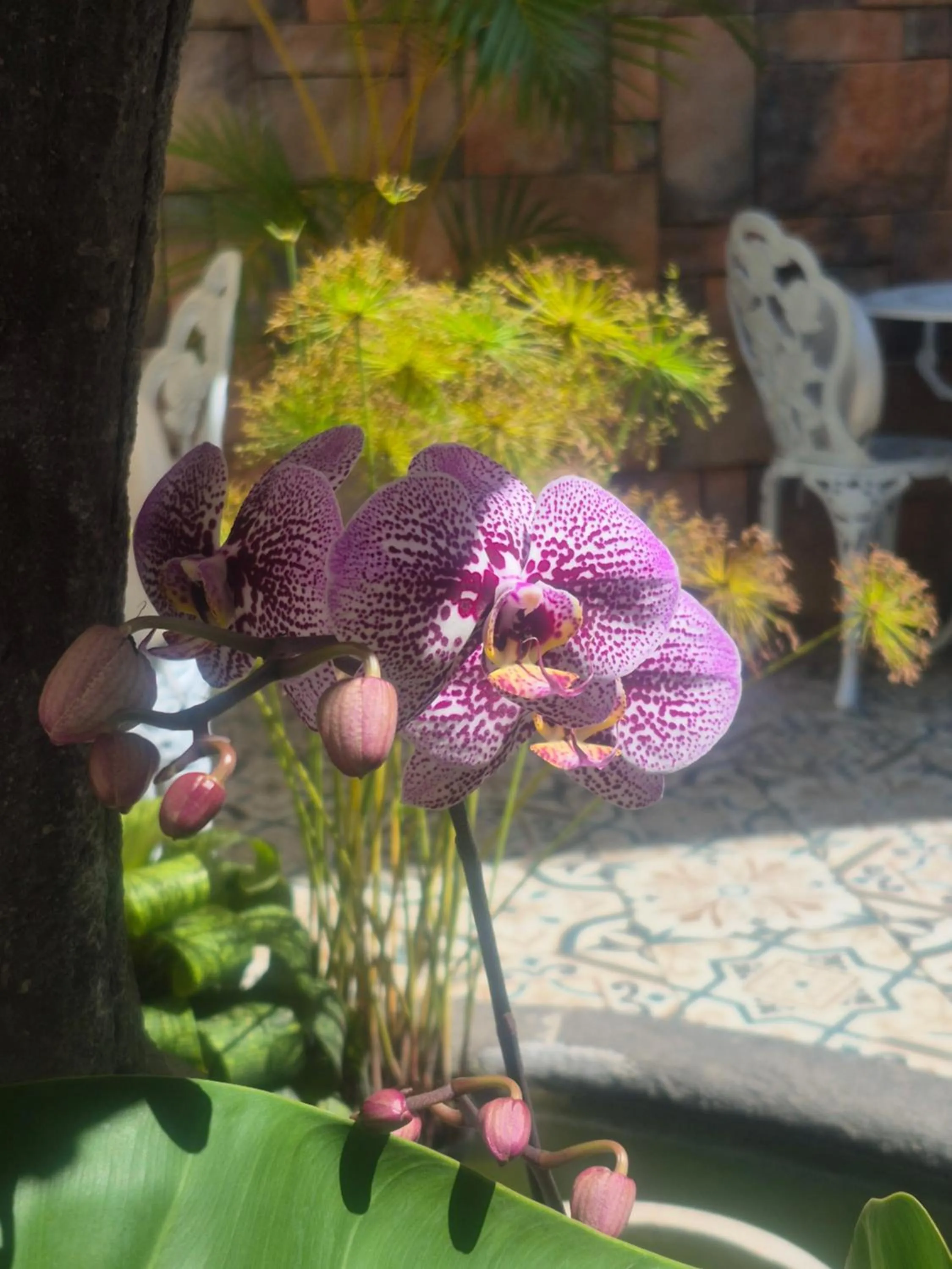 Patio in Casa Sileo - boutique Hotel
