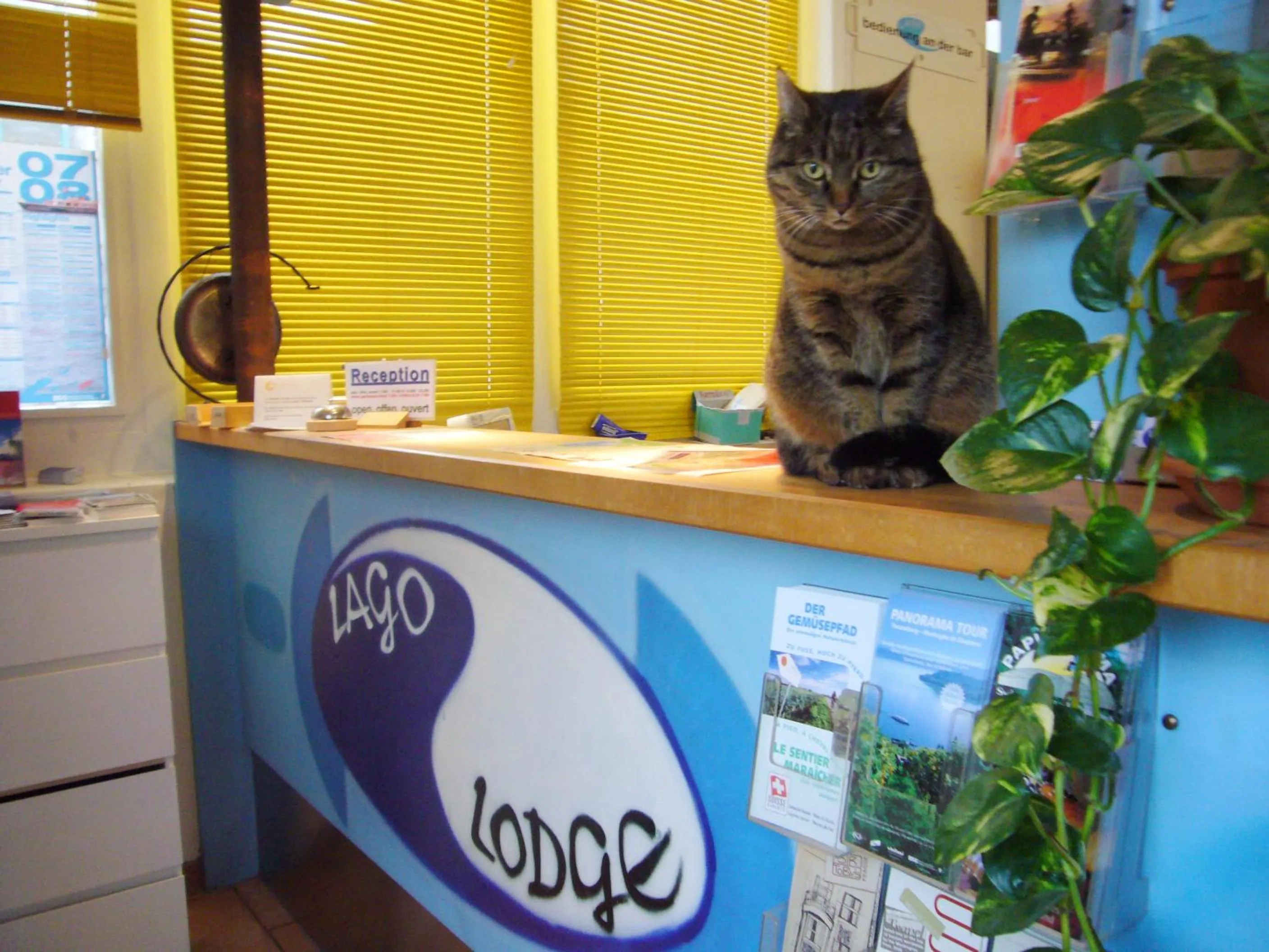 Lobby or reception in Swiss Hostel Lago Lodge