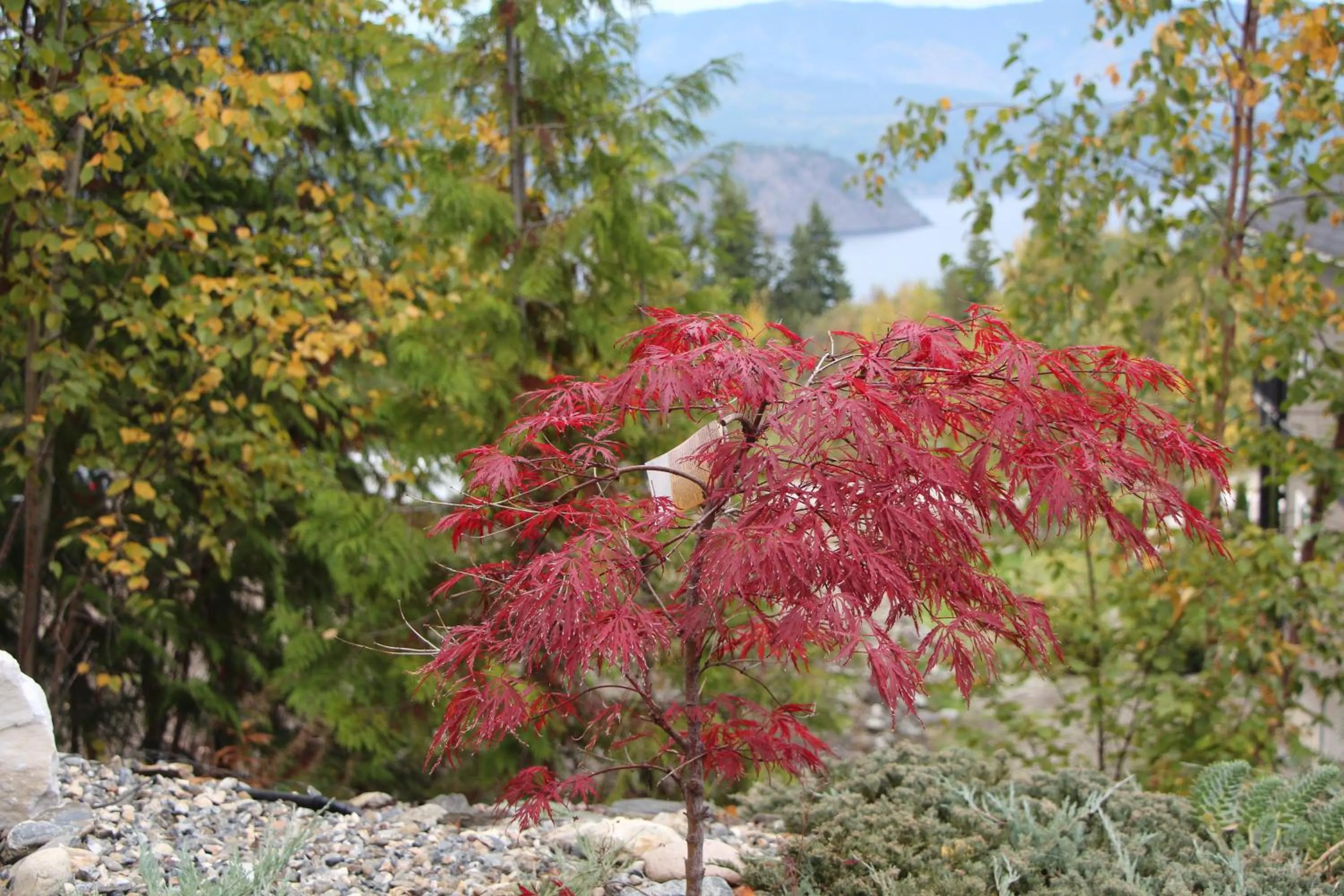 Garden in Selah Retreat Guesthouse B&B