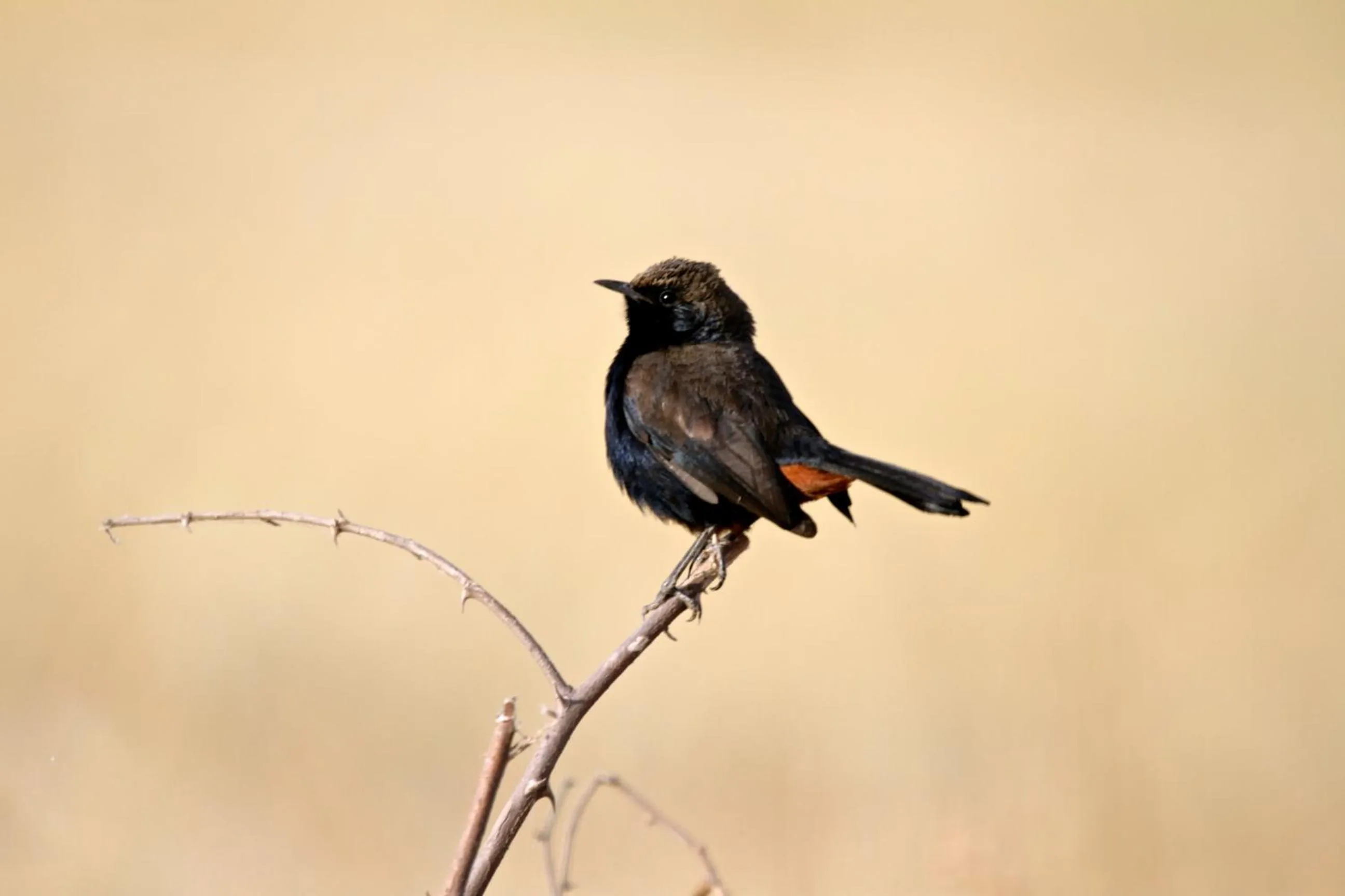 Natural landscape in Hotel Castle Bijaipur