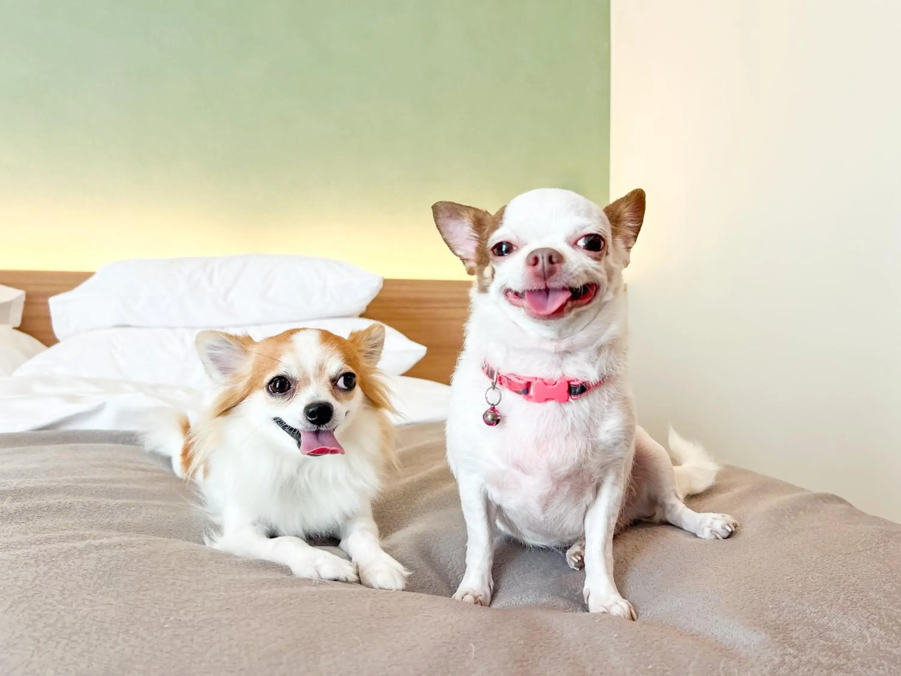 pet friendly in The Kaset, Hua Hin pet friendly in The Kaset, Hua Hin