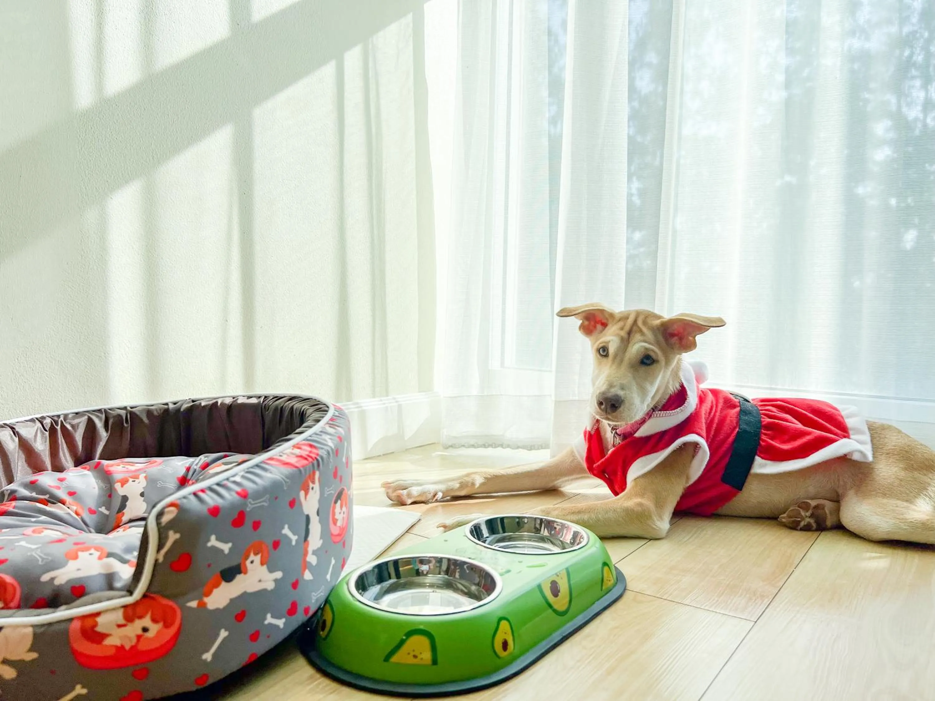 Pets in The Kaset, Hua Hin