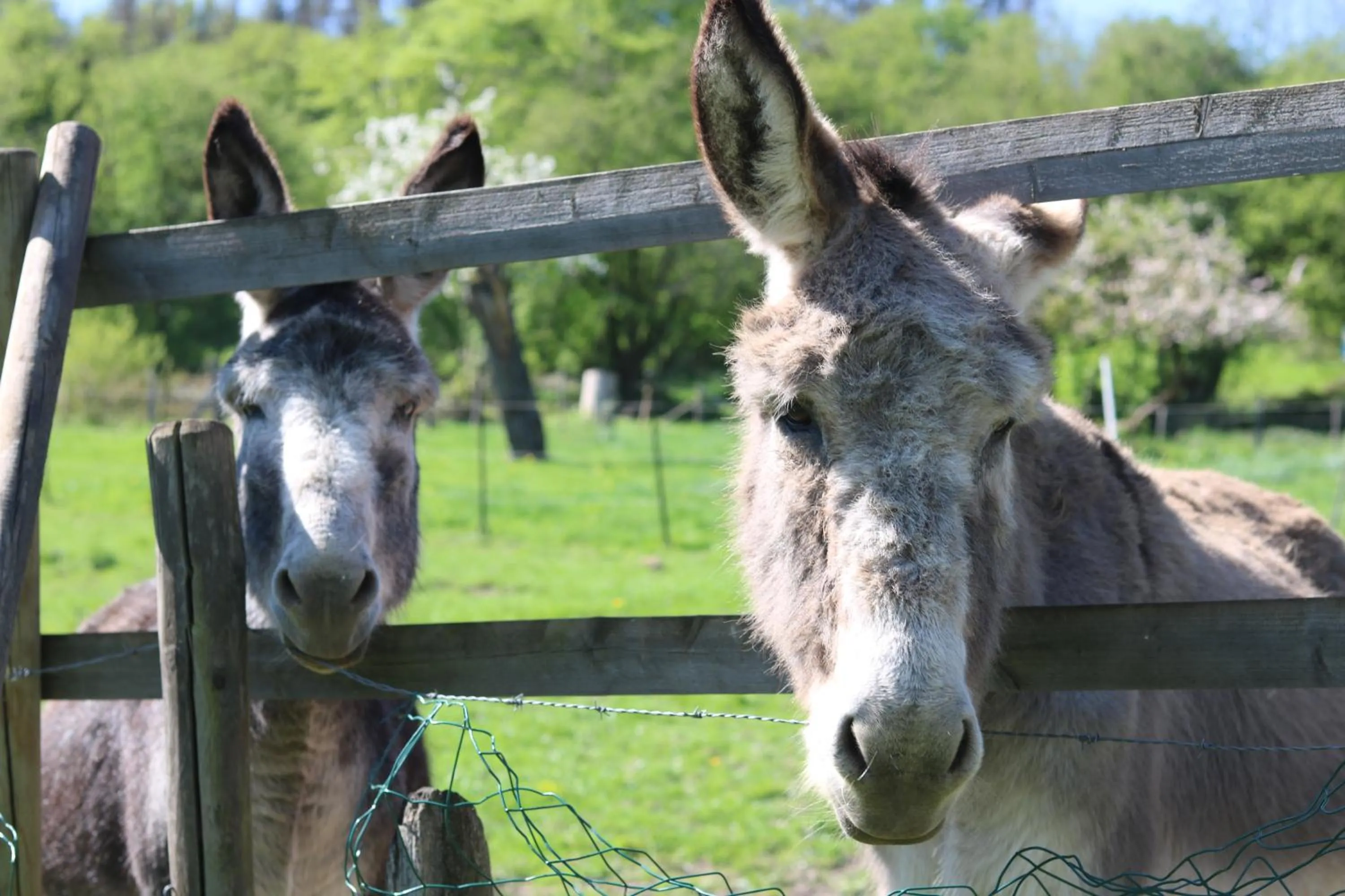 Animals in B&B Ferme du Petit Breuil