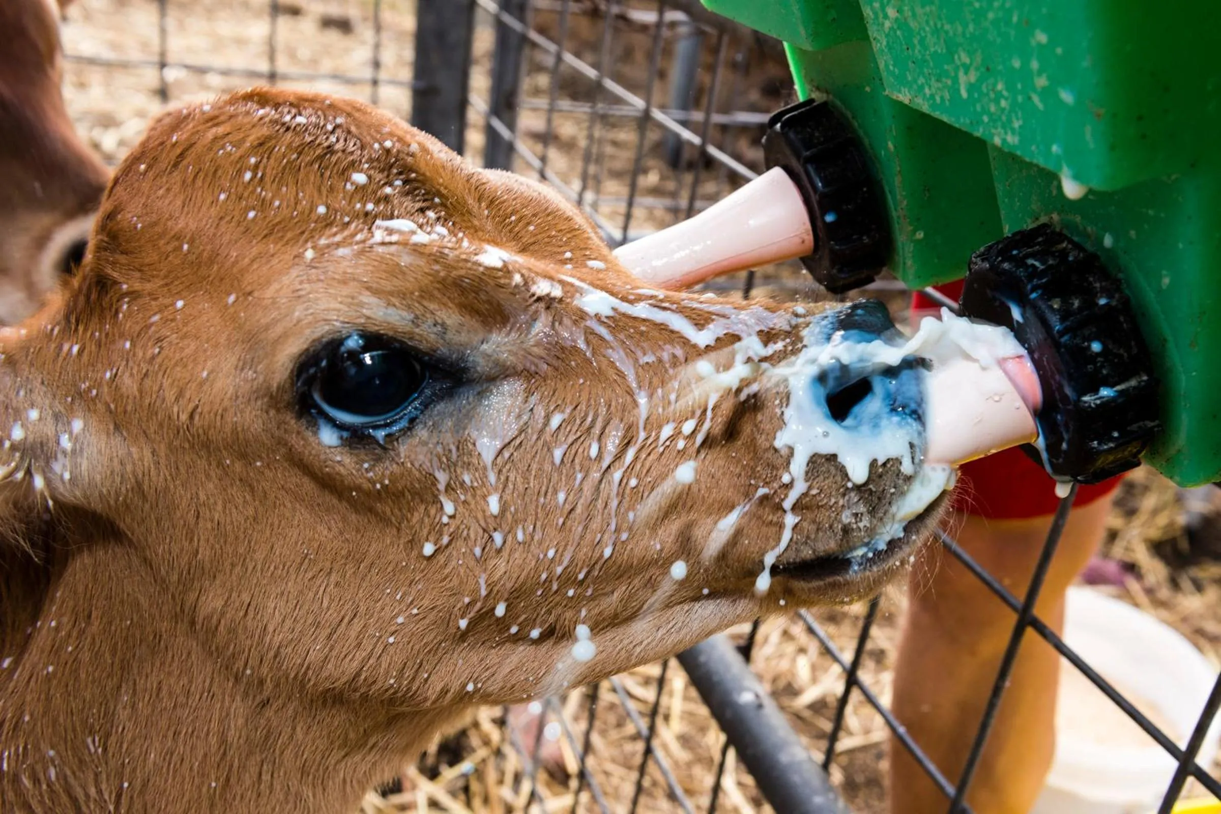 Property building in Dairyman's Cottage