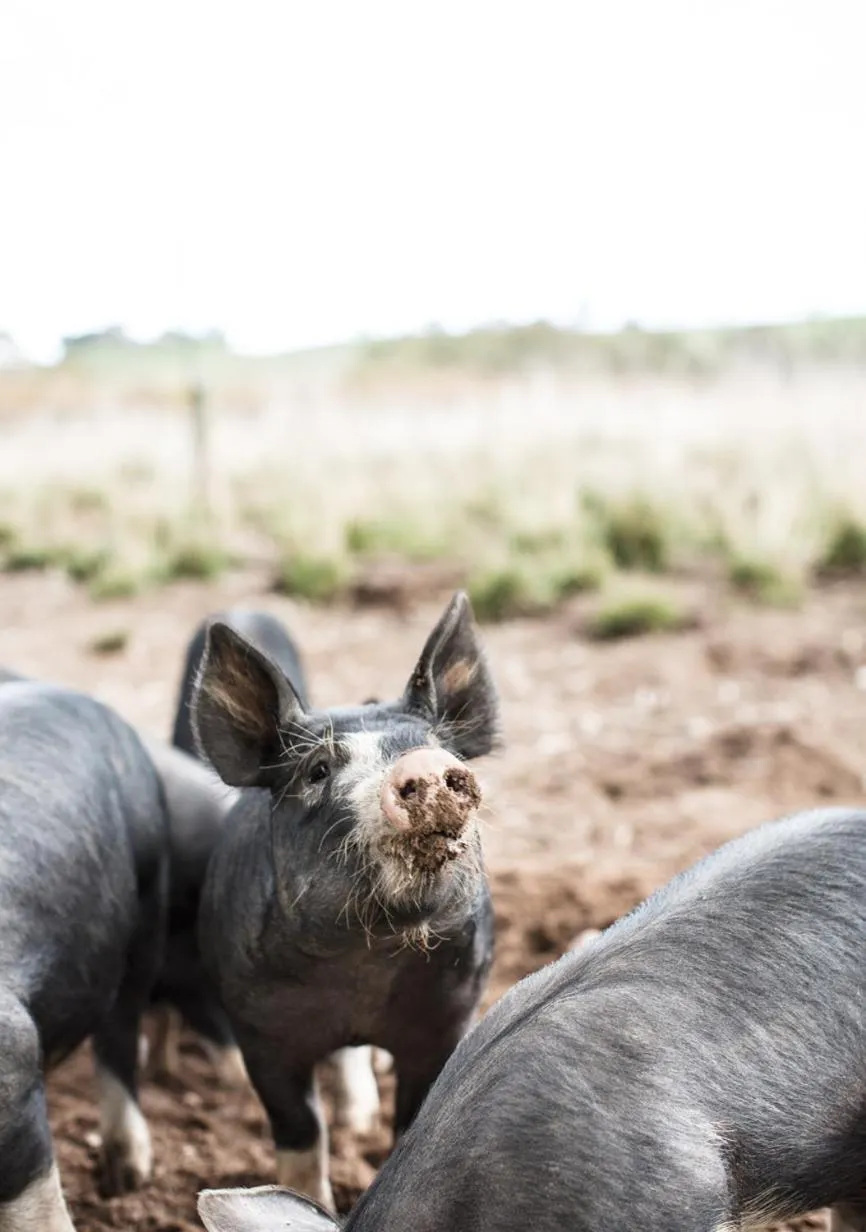 Property building in Dairyman's Cottage