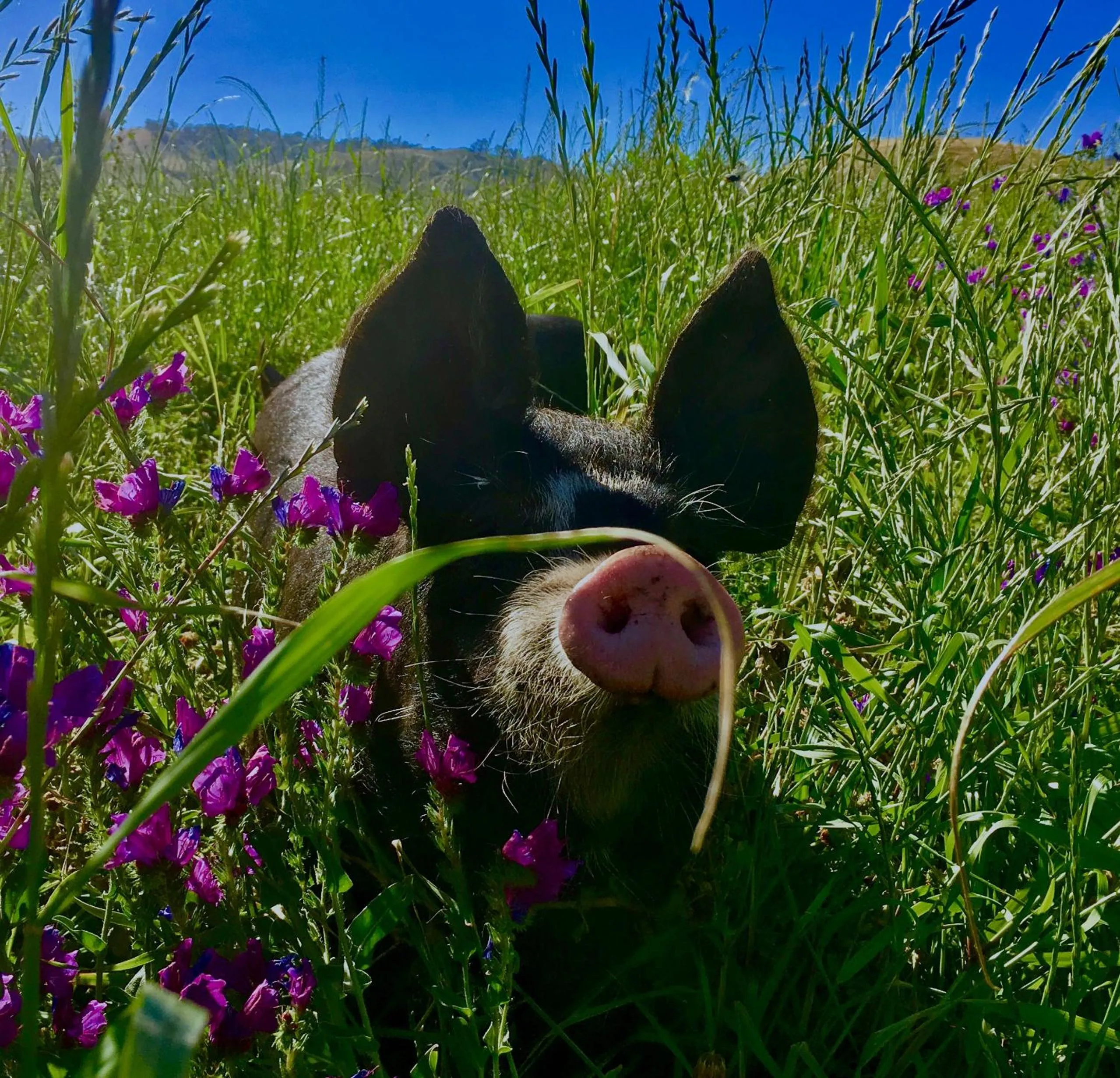 Property building in Dairyman's Cottage