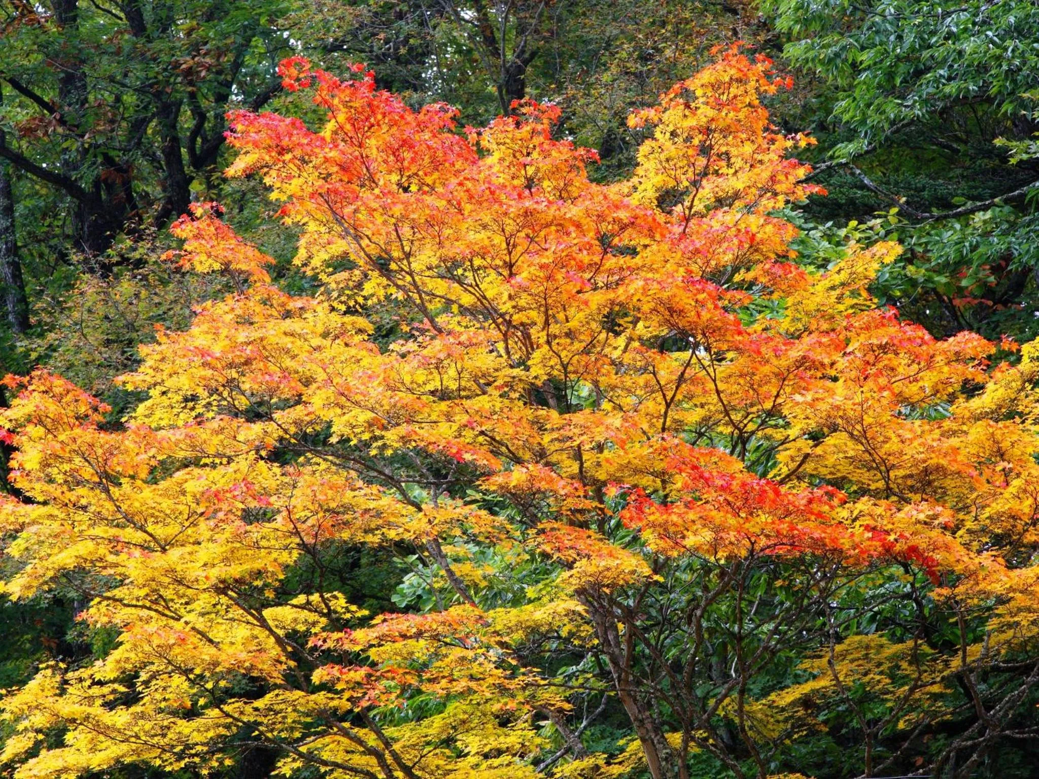 Natural landscape in Kose Onsen