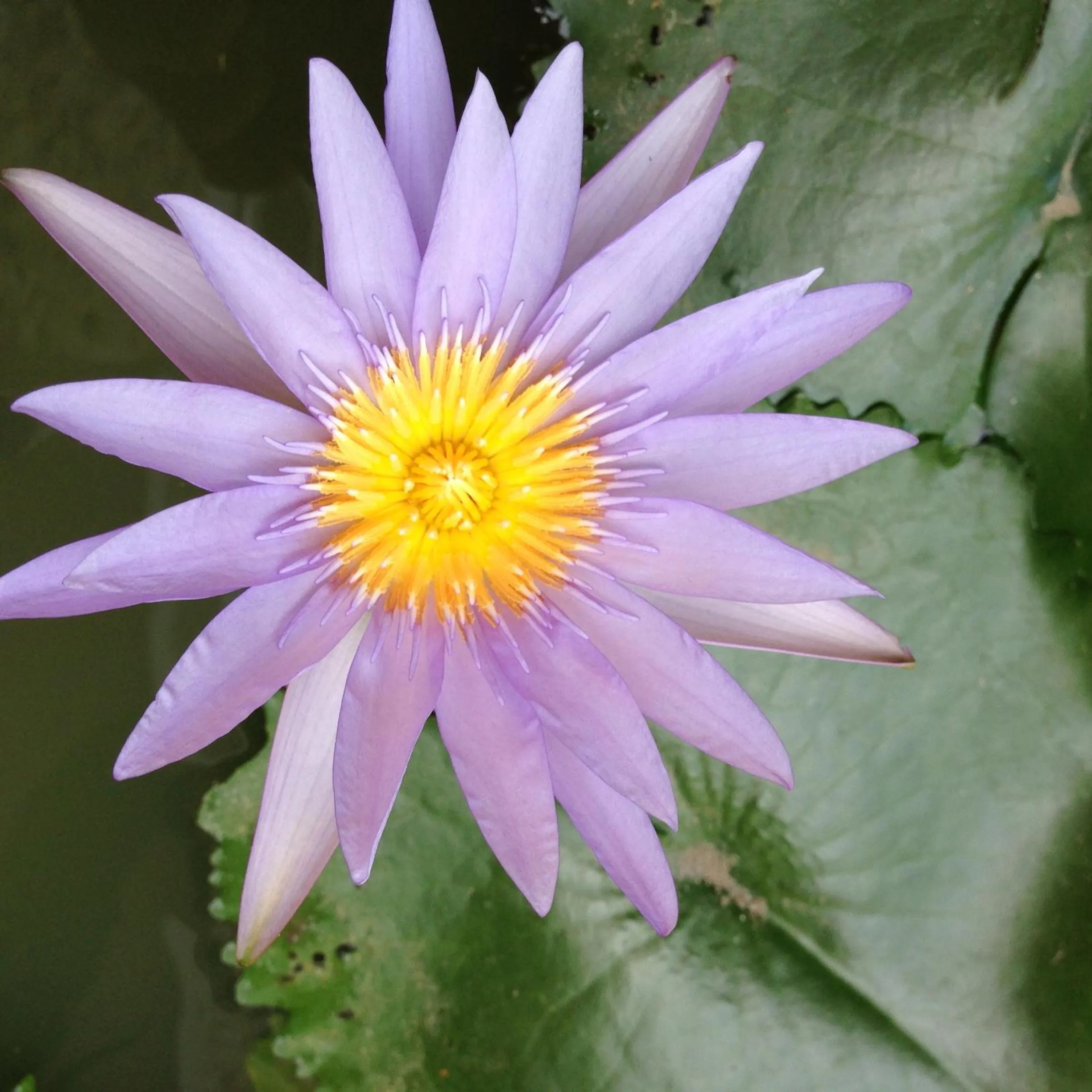 Garden in Bali Sunset Villa