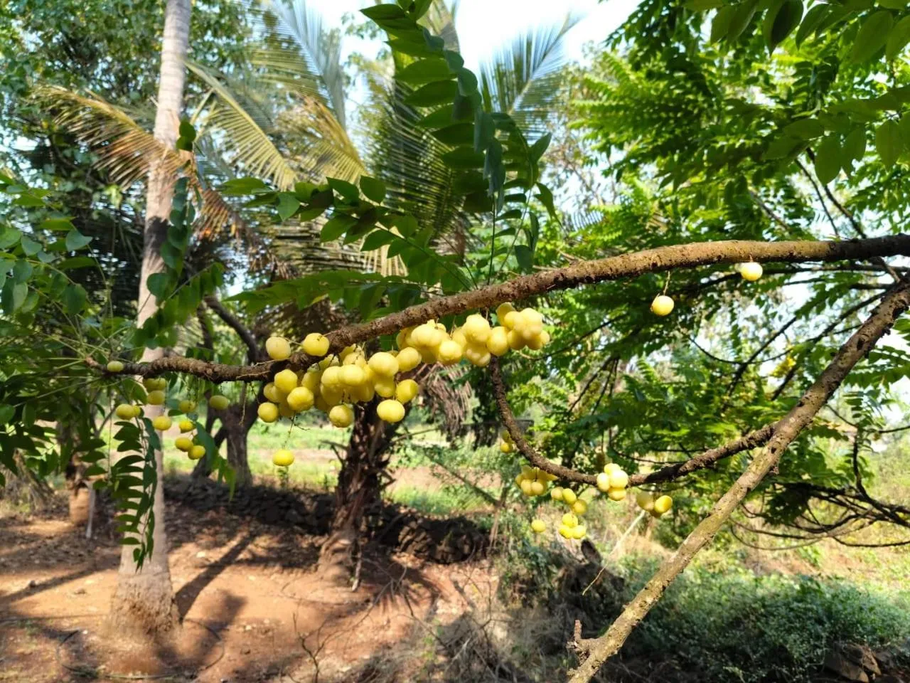 Shantadurga Beachside Homestay