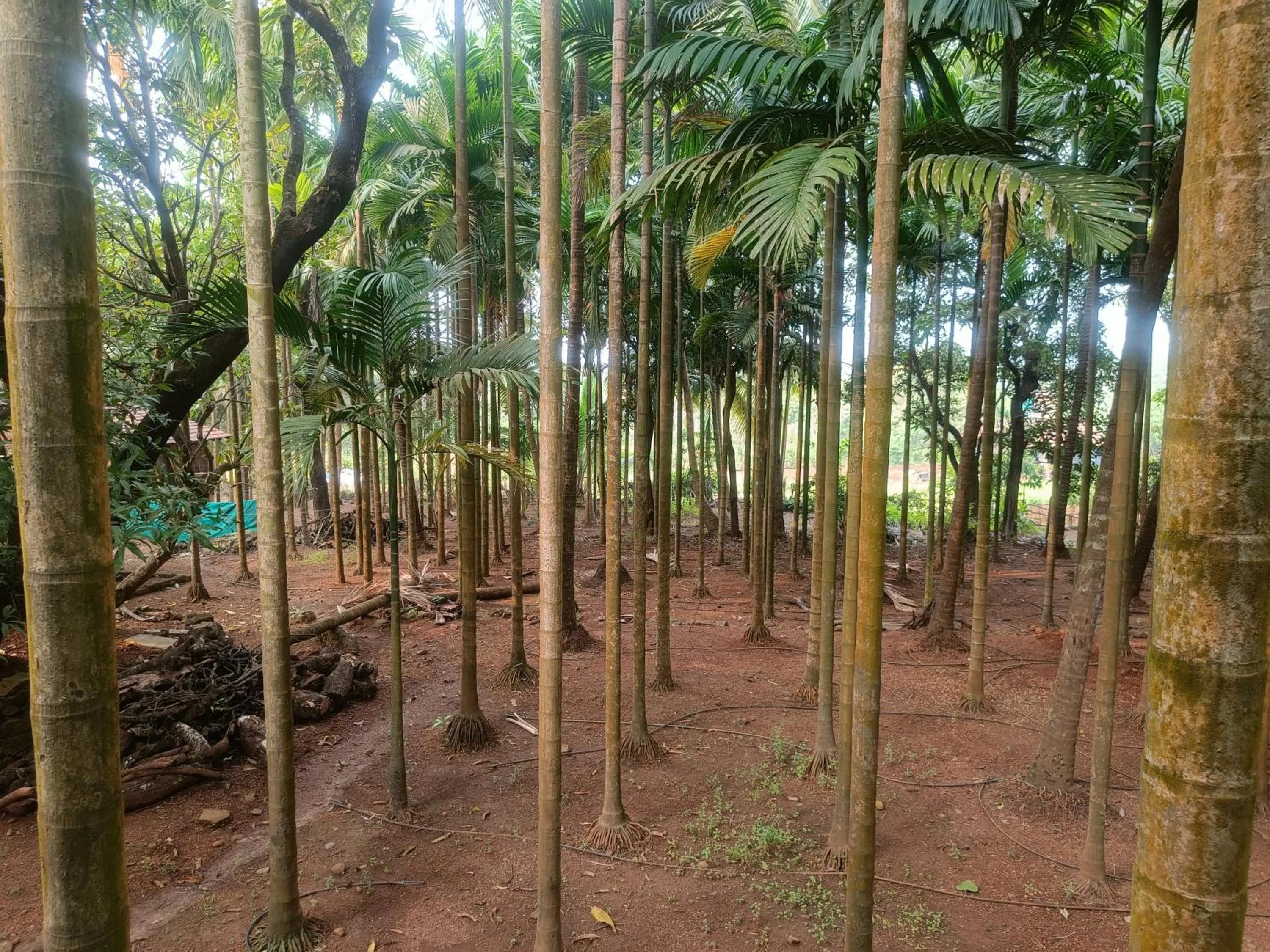 Shantadurga Beachside Homestay